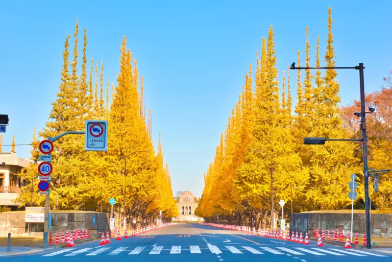 The golden ginkgo avenue at Meiji Jingu Gaien in Tokyo at peak yellow
