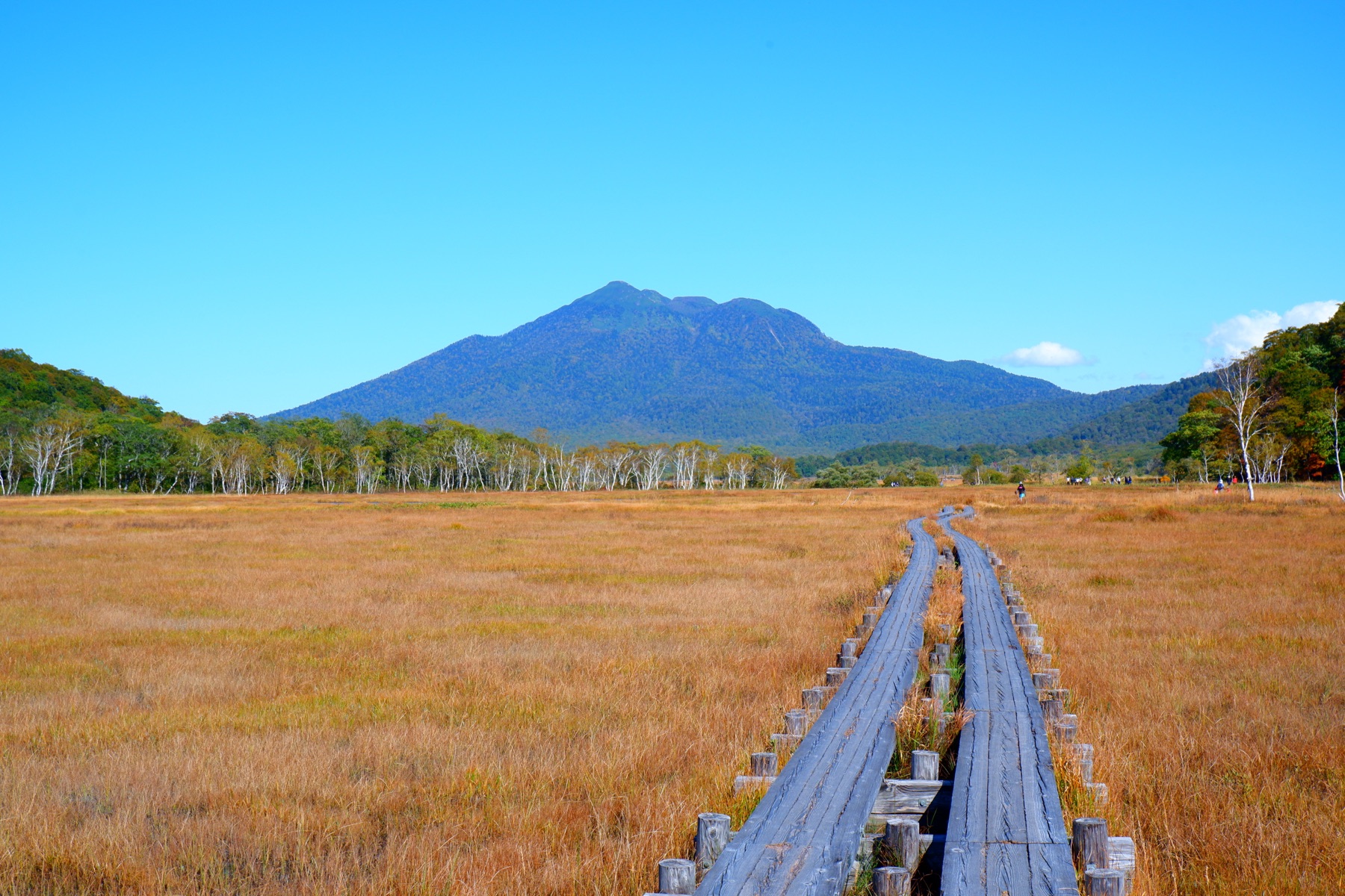 Golden kusamomiji grasses spreading across the Ozegahara marshland in early autumn, with a wooden boardwalk cutting through the wetland toward the cone of Mount Hiuchigatake under a clear sky