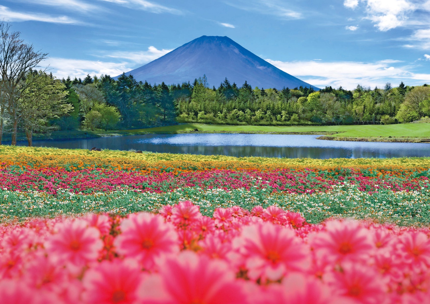 Bands of yellow, orange, pink and white zinnias curve around a small pond at Fuji Motosuko Resort during the Rainbow Flower Festival, with green forest and a clear blue-sky view of Mt Fuji filling the background.