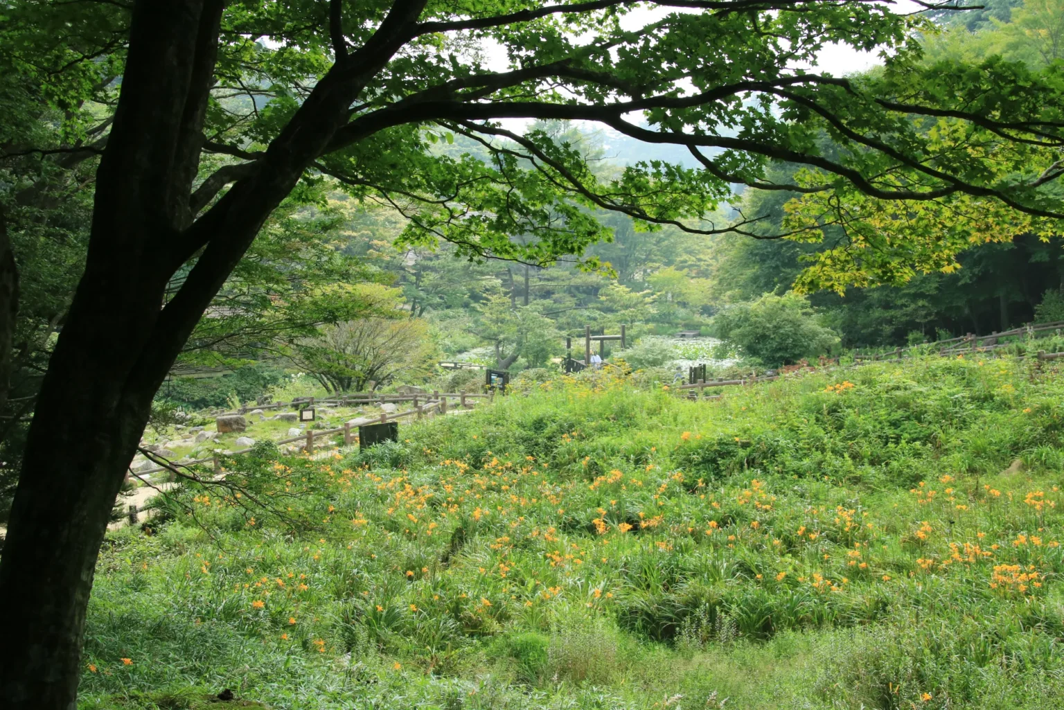 Nikko-kisuge lilies flowering in summer at the Rokko Alpine Botanical Garden, Kobe, Hyogo