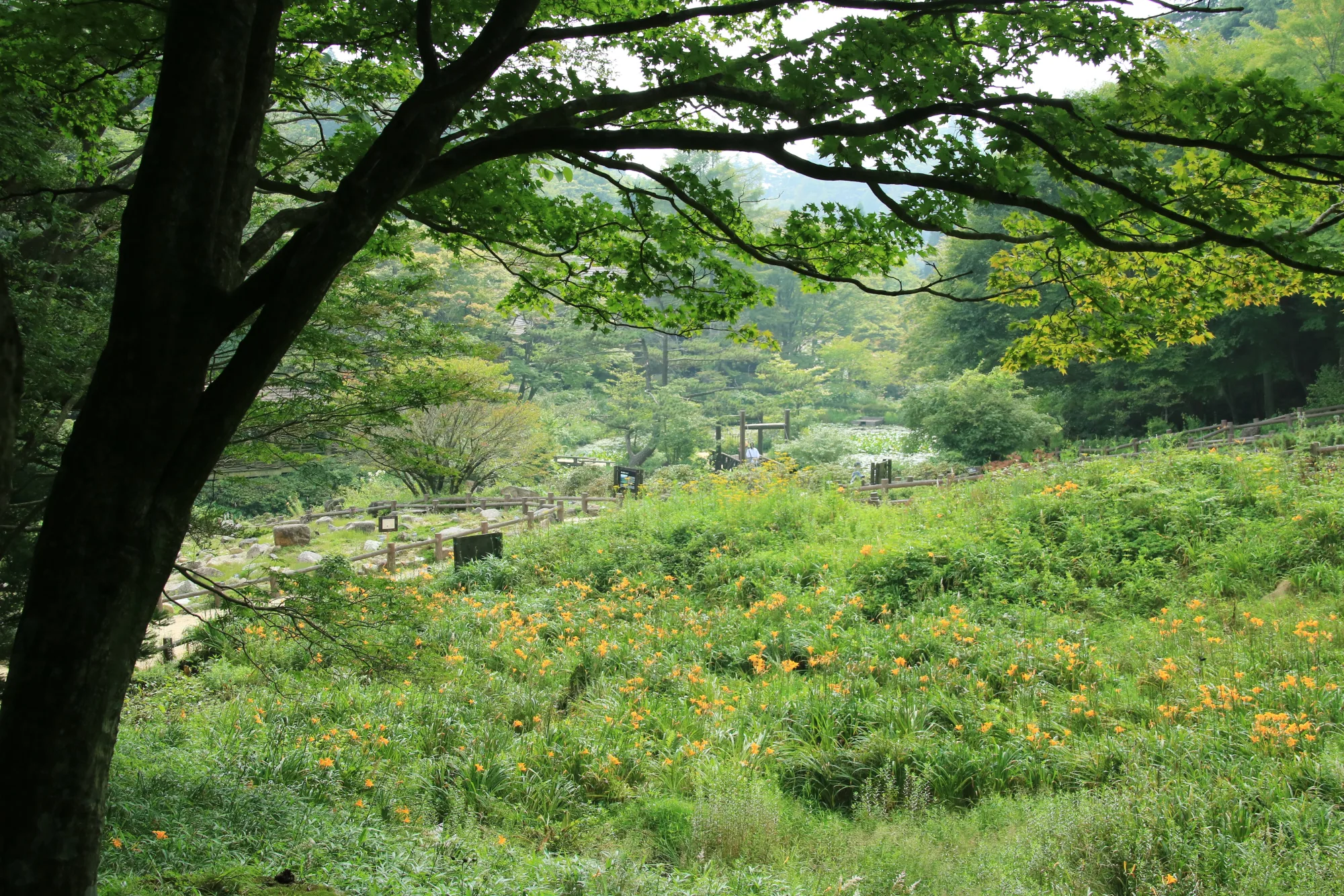 Nikko-kisuge lilies flowering in summer at the Rokko Alpine Botanical Garden, Kobe, Hyogo