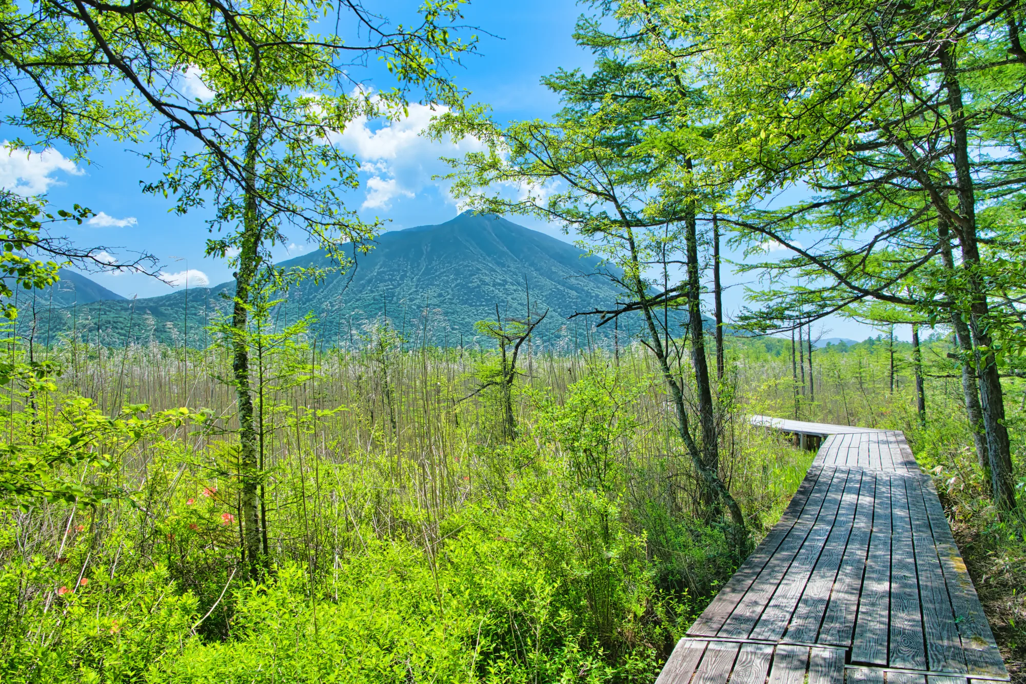 Senjogahara marsh and Mt. Nantai in fresh summer green, Oku-Nikko, Tochigi
