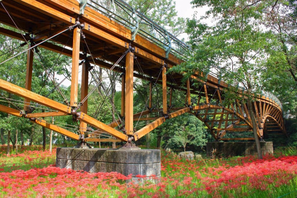 A dense carpet of red spider lilies (higanbana) in bloom under trees at Kinchakuda, Saitama, in mid-September