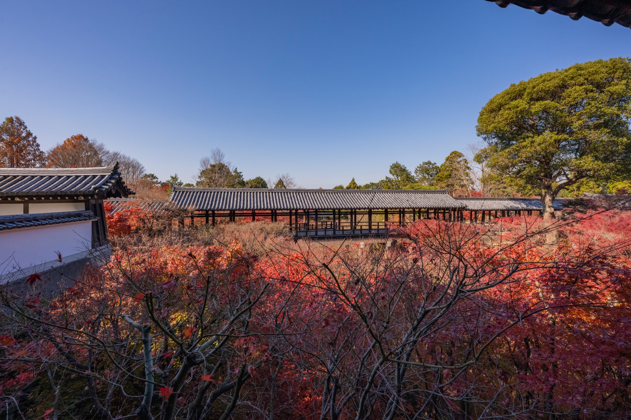 The Tsutenkyo covered bridge at Tofukuji temple in Kyoto surrounded by a valley of red and orange maple foliage at the typical late-November peak of the autumn colour season