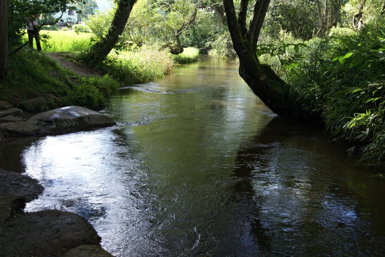 The shaded forest stream of Kappa-buchi, the pool linked to Tono's kappa folklore, behind Jokenji temple in Iwate