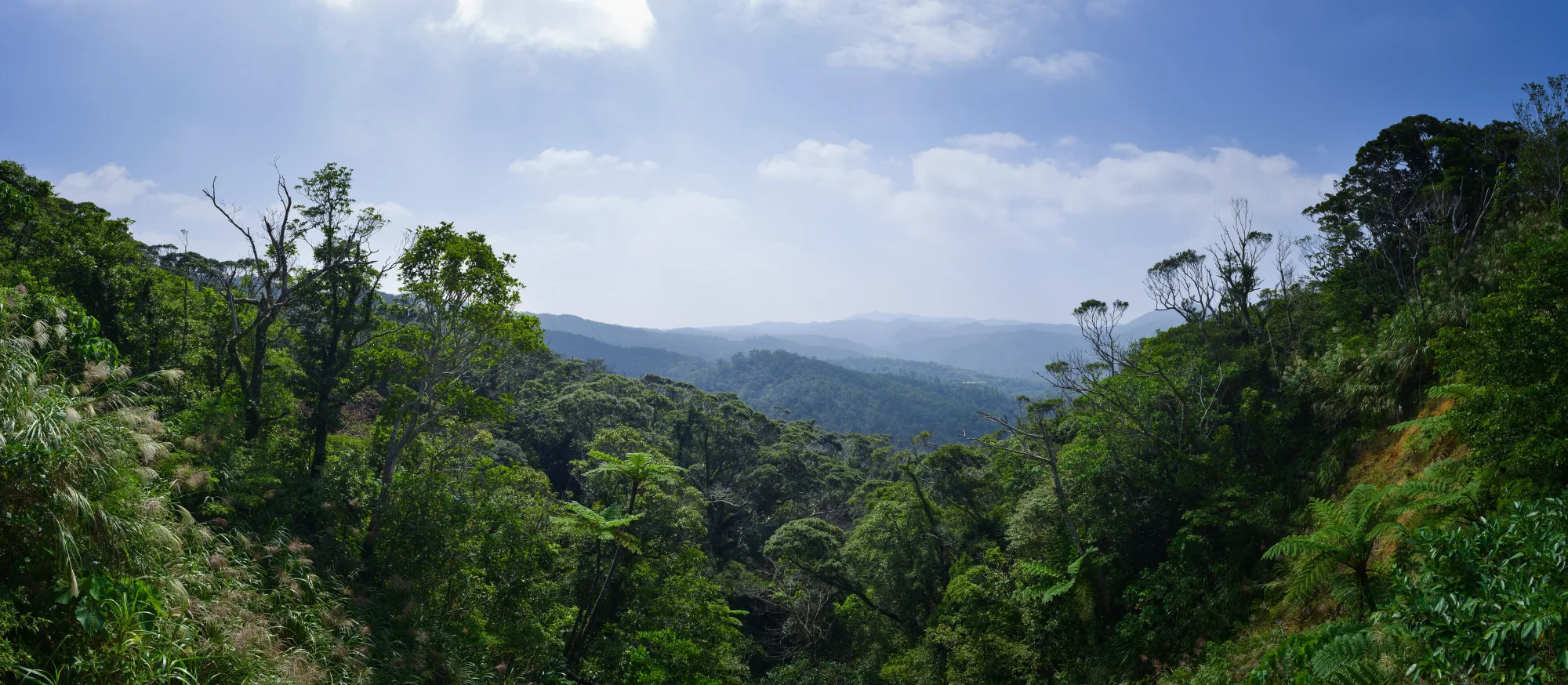 A panorama of the subtropical Yanbaru forest of tree ferns and green valleys in northern Okinawa