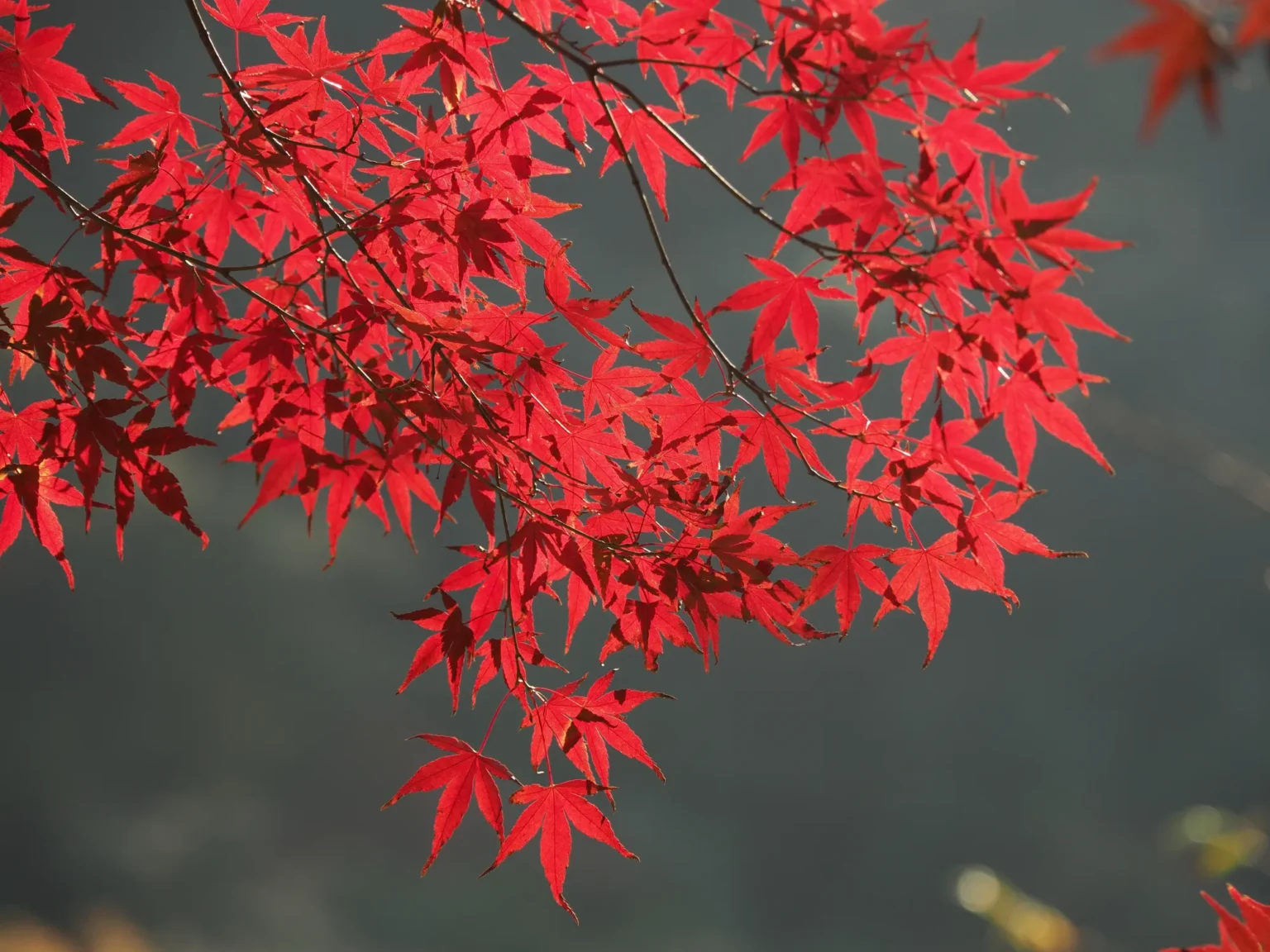 A branch of Japanese maple in deep red autumn colour, photographed against a dark shaded background on the old railway route.