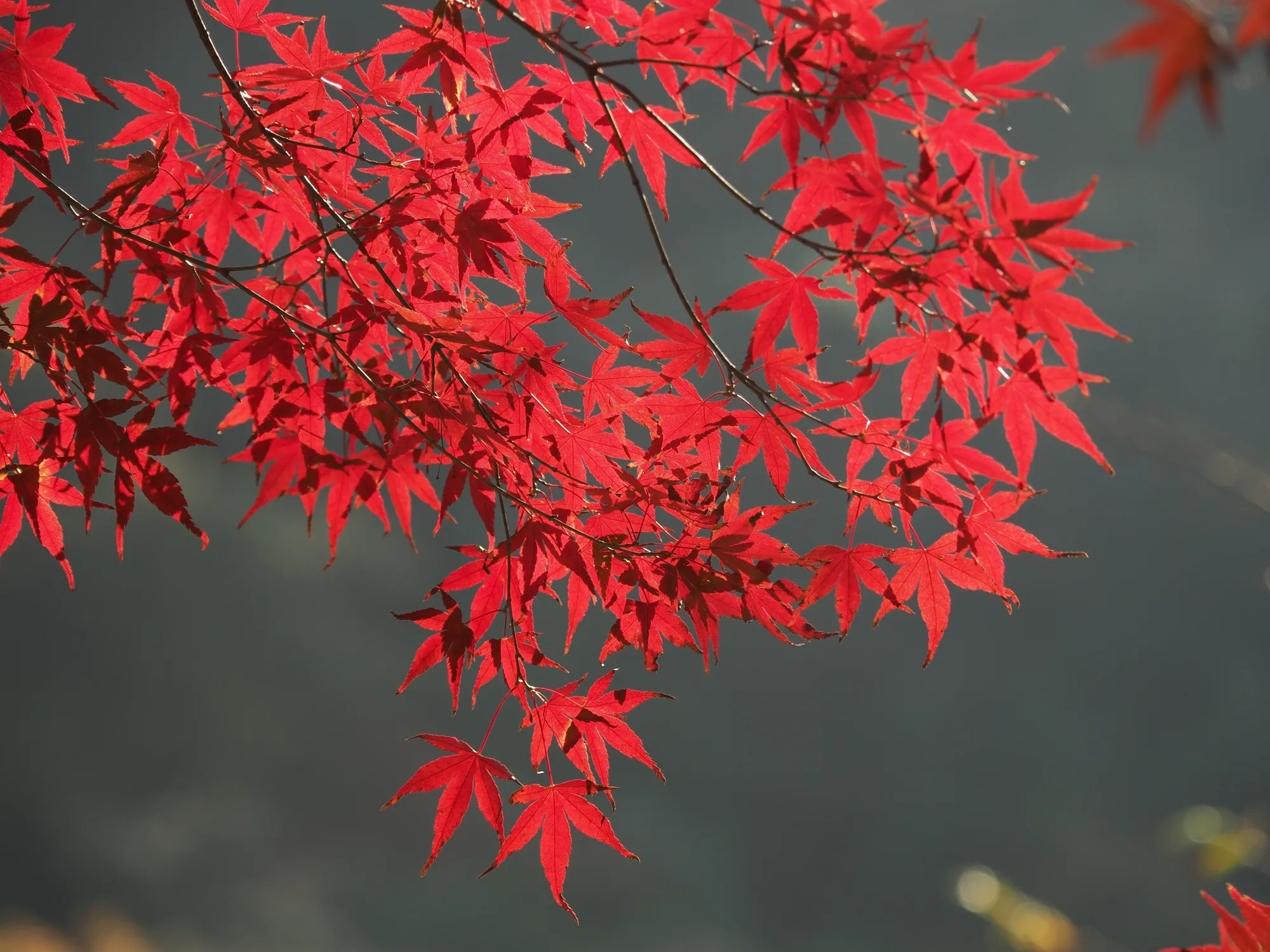A branch of Japanese maple in deep red autumn colour, photographed against a dark shaded background on the old railway route.