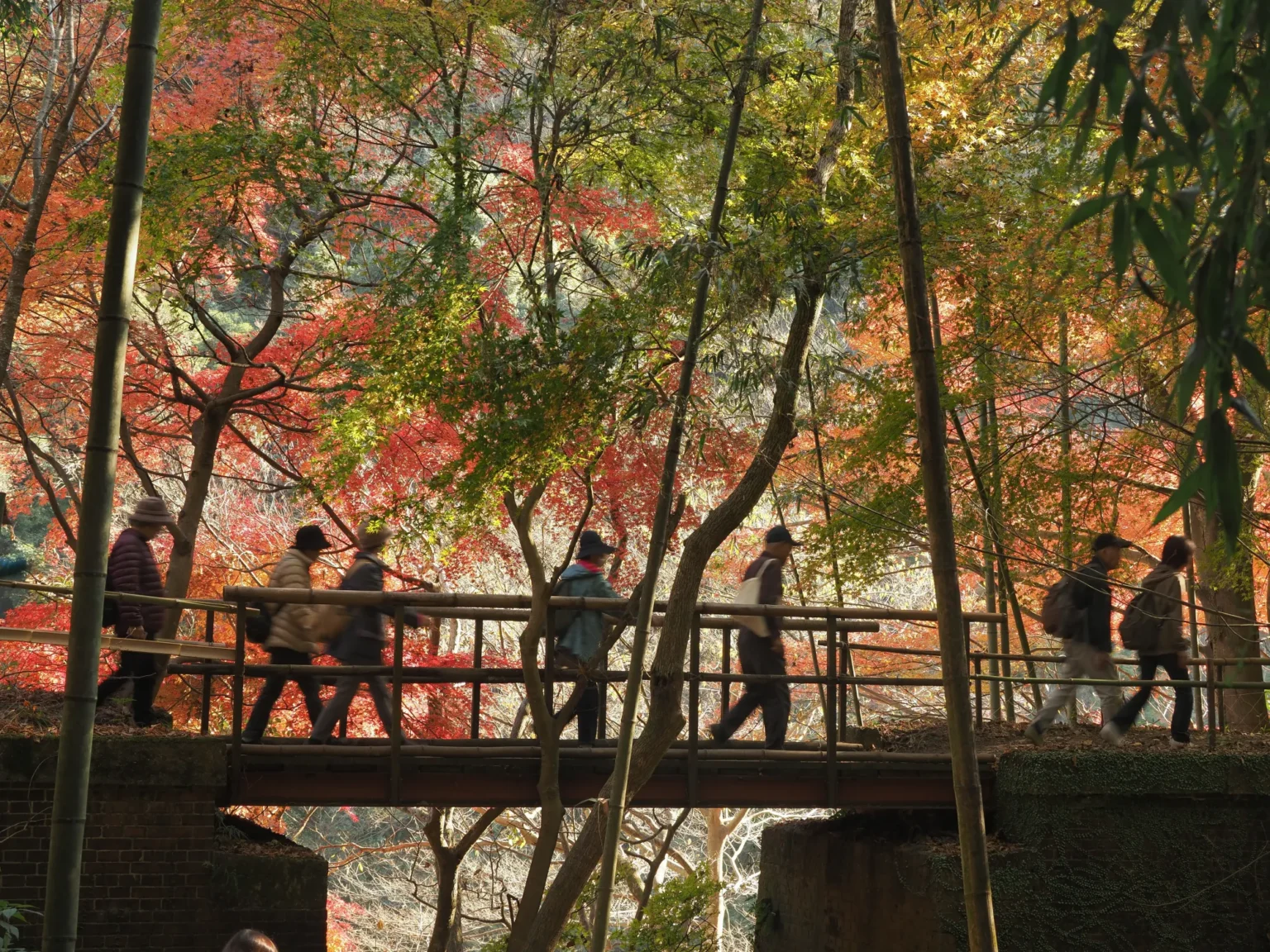 Walkers crossing a railed footbridge on the Aigi Tunnel Group route during the autumn opening, with red and orange maples and bamboo on both sides.