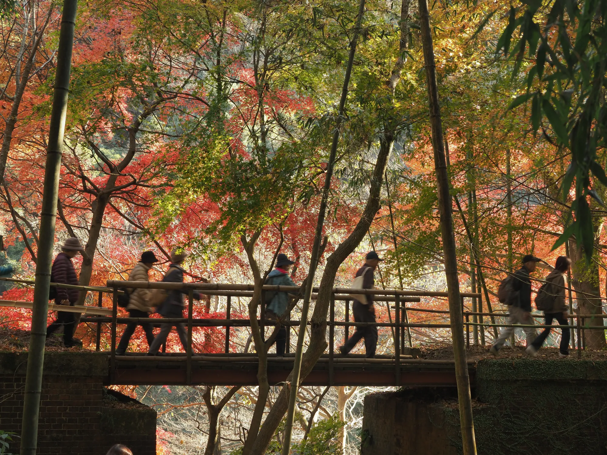 Walkers crossing a railed footbridge on the Aigi Tunnel Group route during the autumn opening, with red and orange maples and bamboo on both sides.