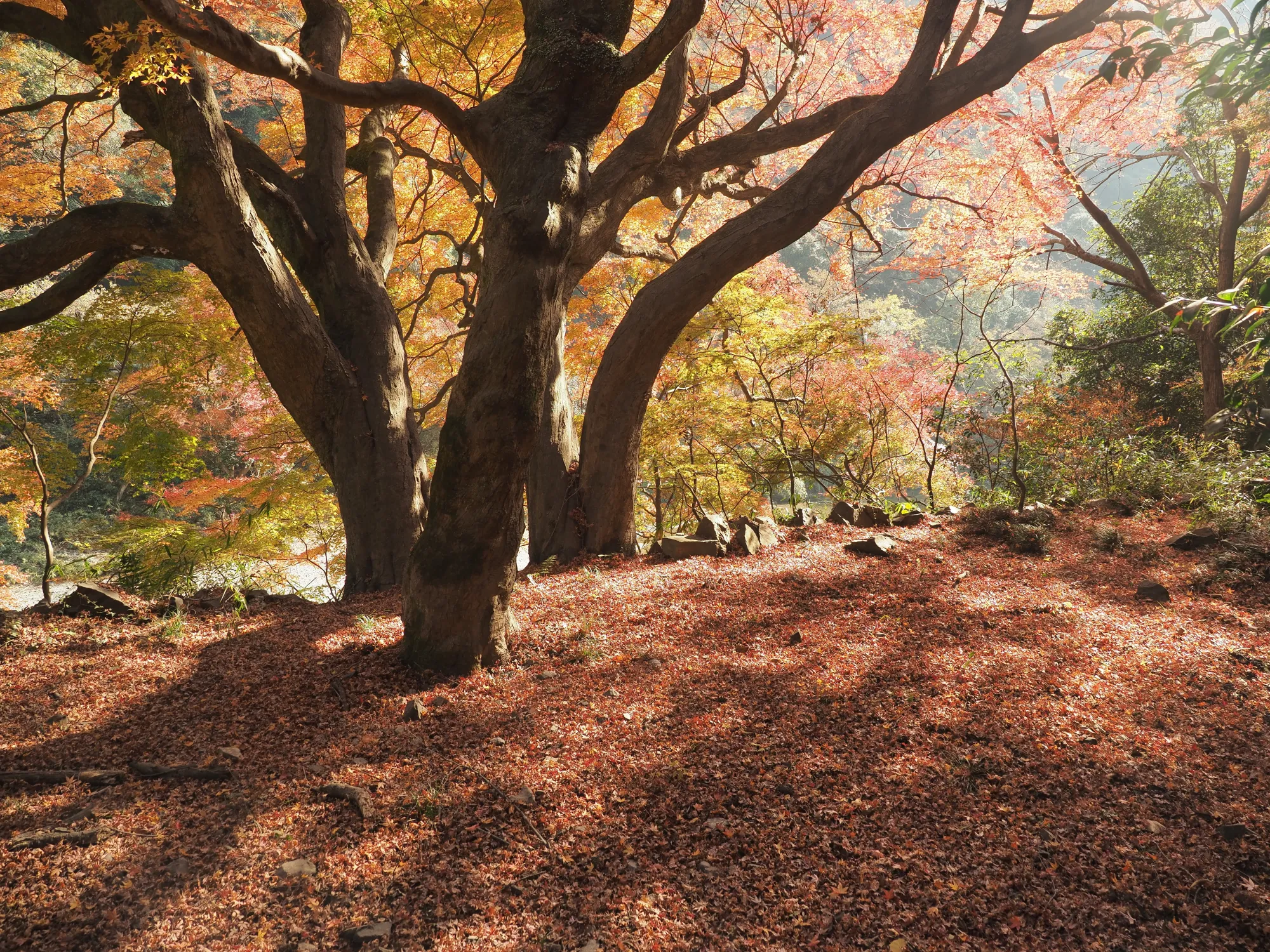 A large multi-trunked Japanese maple beside the disused railway formation, its branches spreading wide above a thick carpet of fallen leaves in autumn.