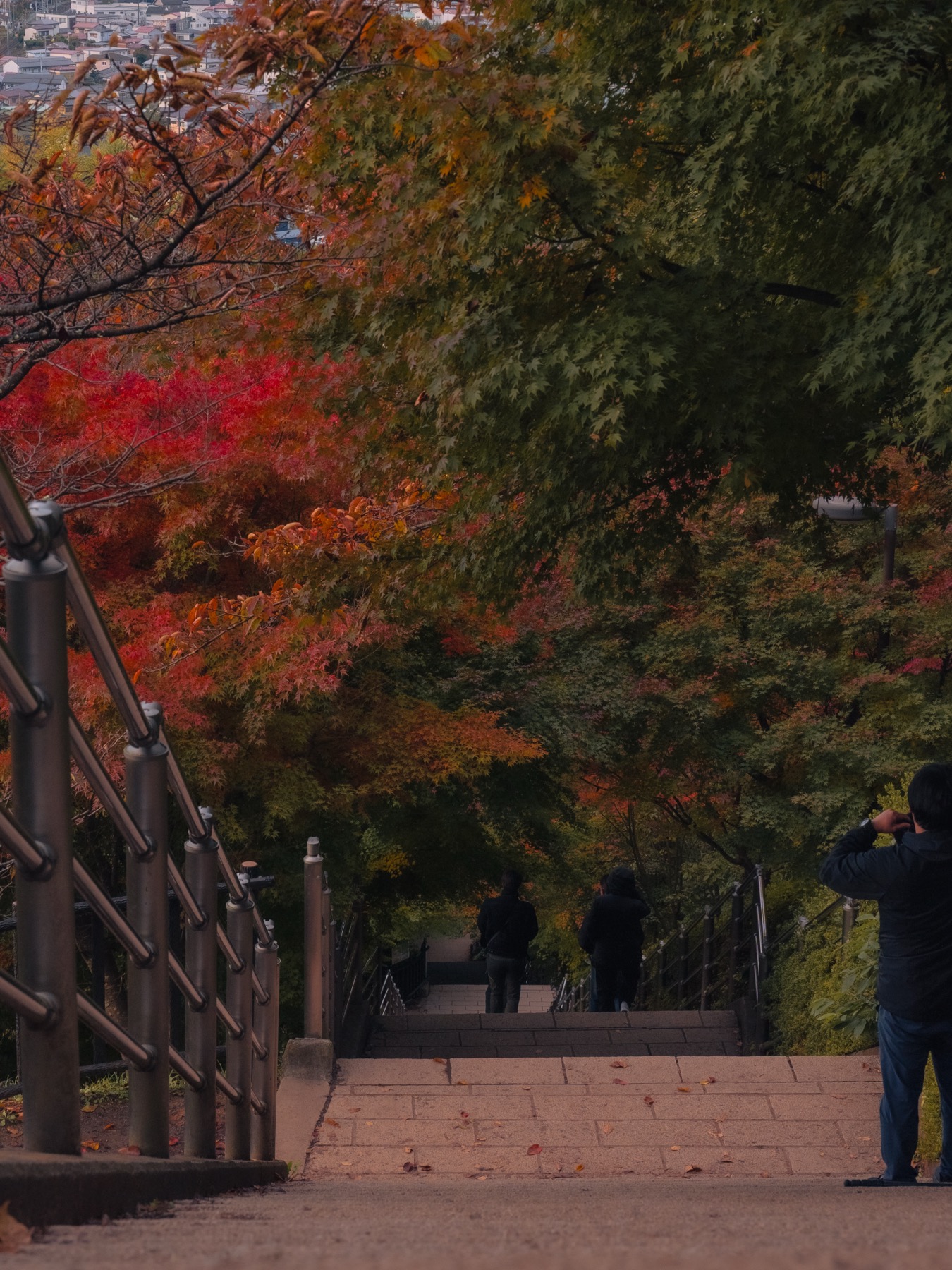 The stone stairway below Chureito Pagoda at dawn in early November, with Japanese maples overhead