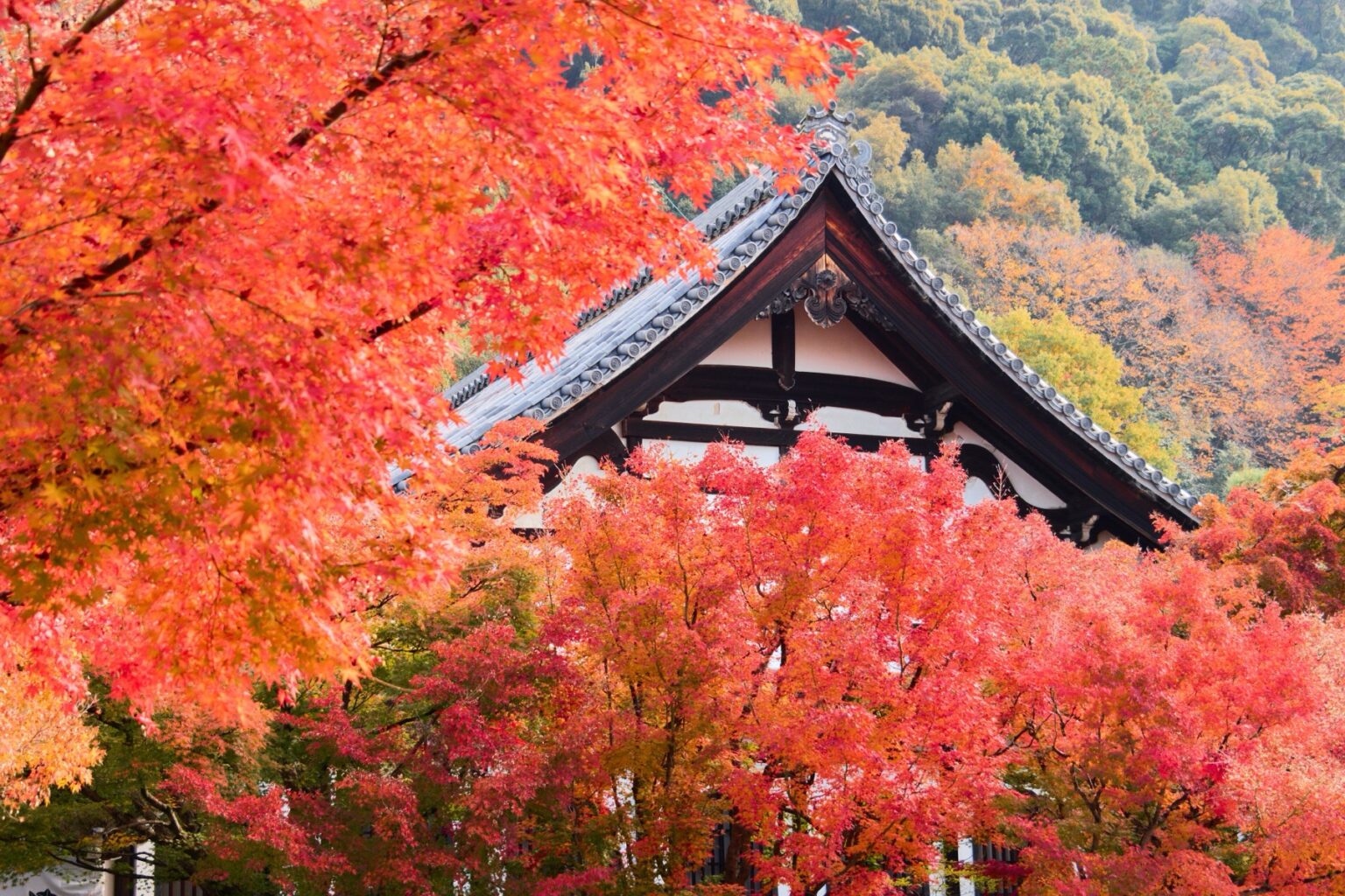 The tiled gable roof of a hall at Eikando Zenrin-ji in Kyoto rising out of a dense wall of scarlet and orange Japanese maple leaves, with a wooded hillside turning colour behind it.