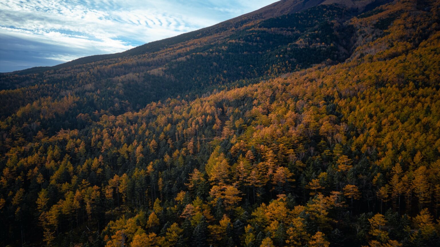 Aerial view over a vast forest on Mt Fuji's northern slope in early November, golden larch trees mixed with dark green conifers in bands of colour running up toward the mountain bare upper slopes under a blue sky.
