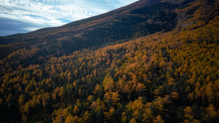Aerial view over a vast forest on Mt Fuji northern slope in early November, golden larch trees mixed with dark green conifers in bands of colour running up toward the mountain bare upper slopes under a blue sky.