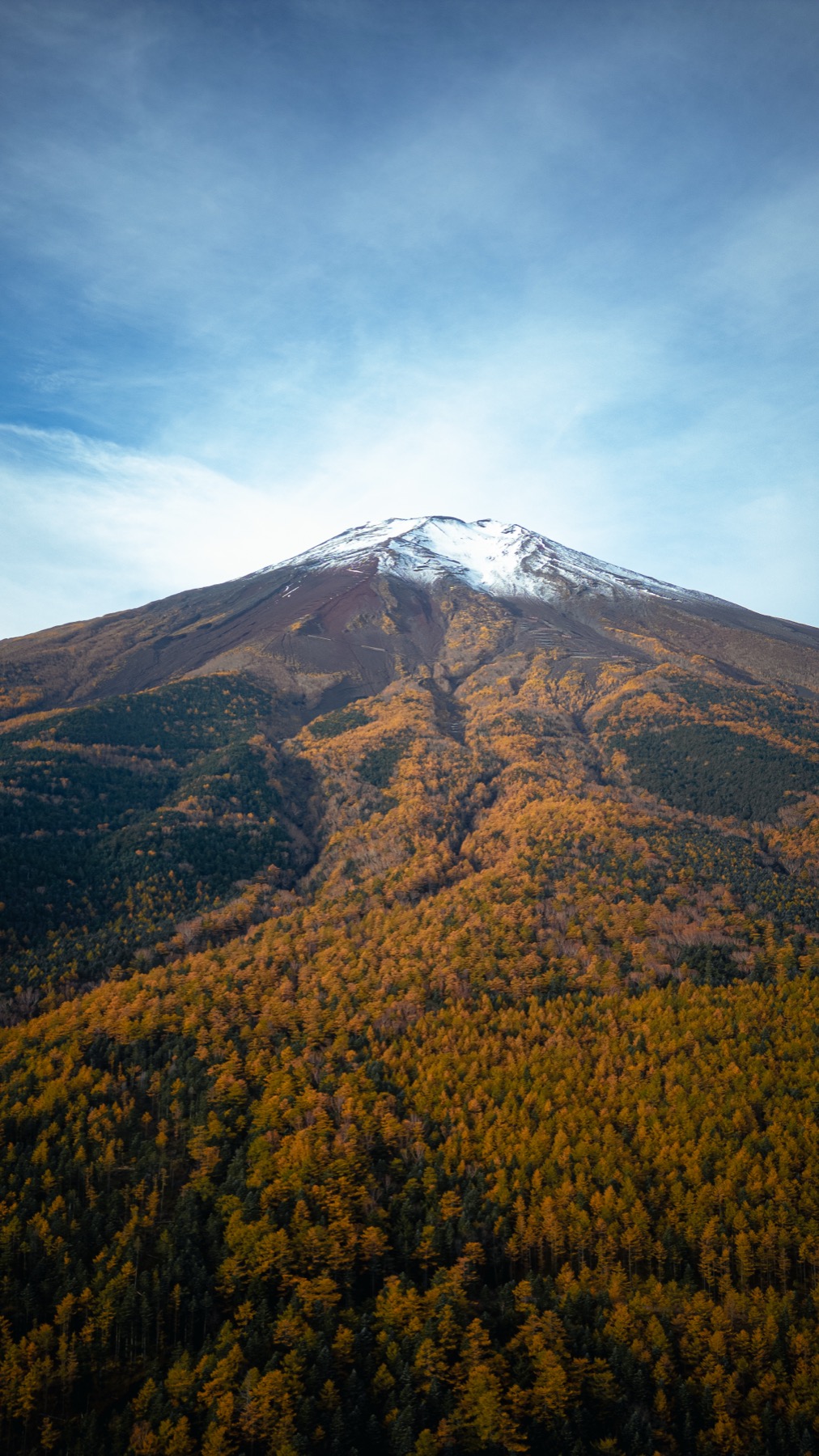 Vertical aerial photograph of Mt Fuji's snow-capped summit rising above bands of golden larch and dark evergreen forest on its northern flank in early November, thin white clouds streaking a blue sky.