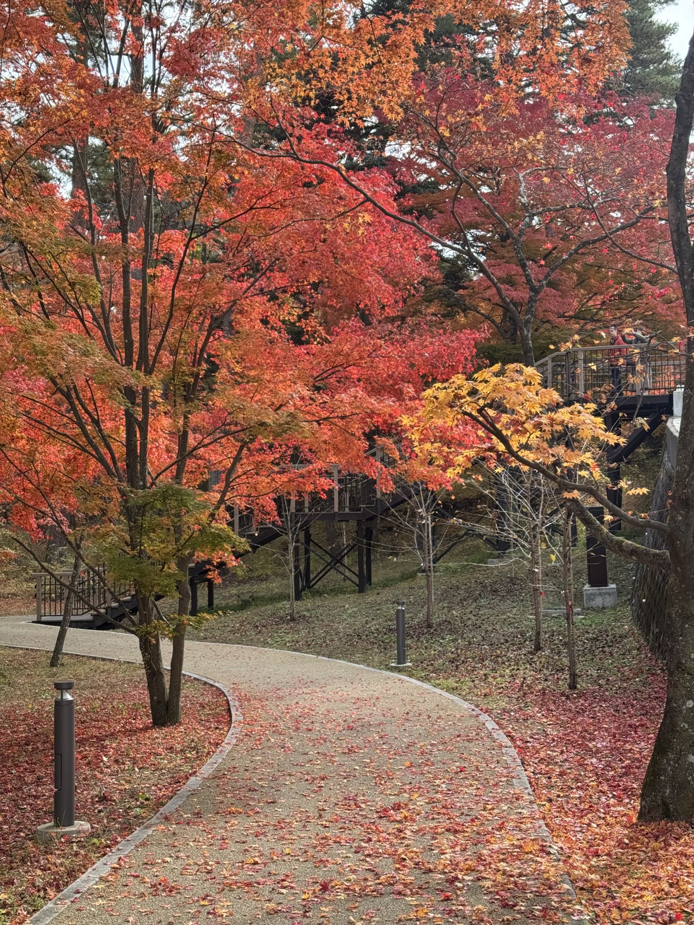 A curving gravel path through Fujisan Museum Park in Fujiyoshida lined with Japanese maples in red, orange and gold, fallen leaves scattered over the path and a wooden boardwalk climbing the slope behind.