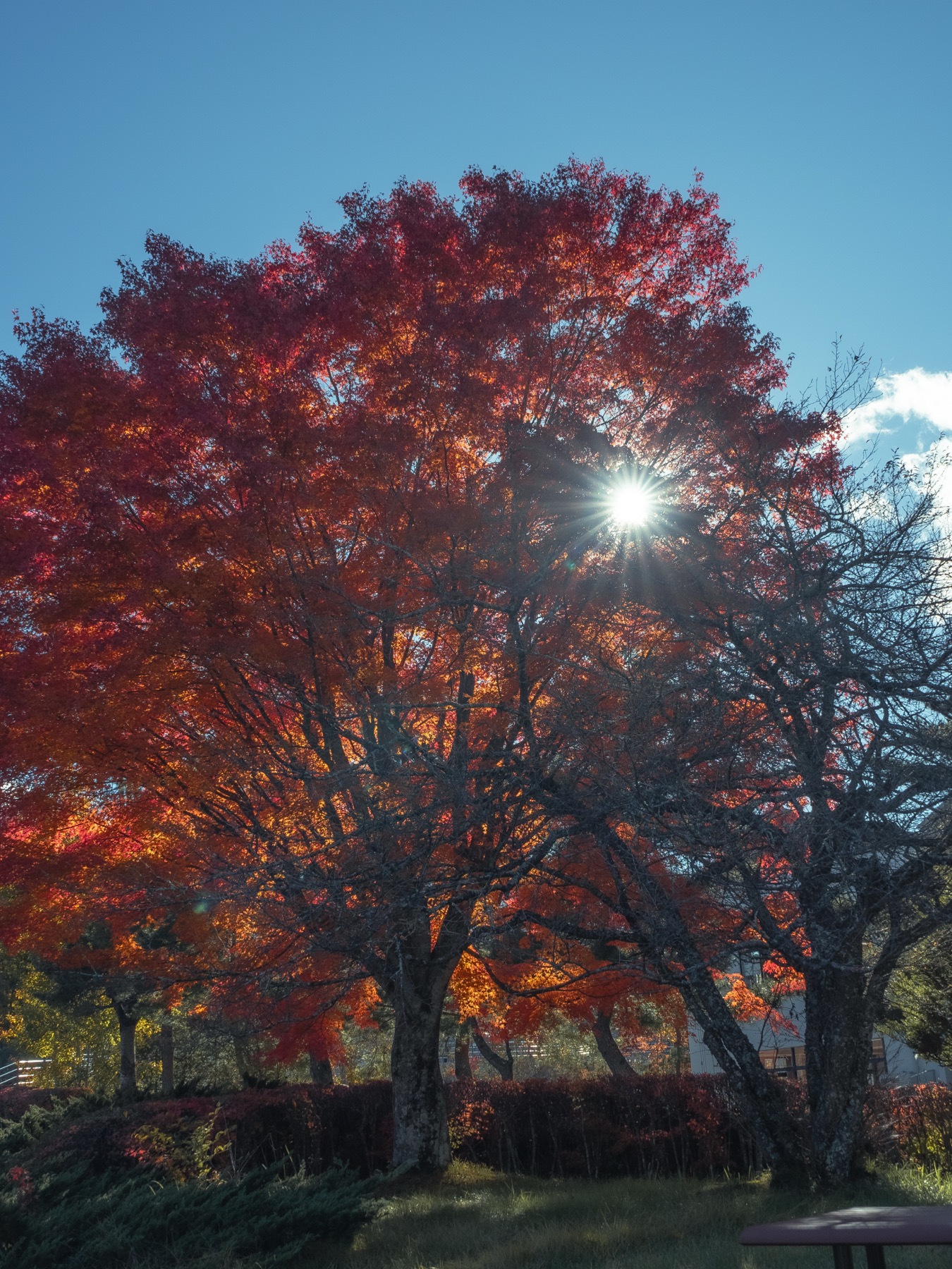 Autumn maples in red and orange backlit by the afternoon sun at Fuji Hokuroku Park, the sun breaking through the branches as a starburst over a clipped hedge and picnic table in early November.