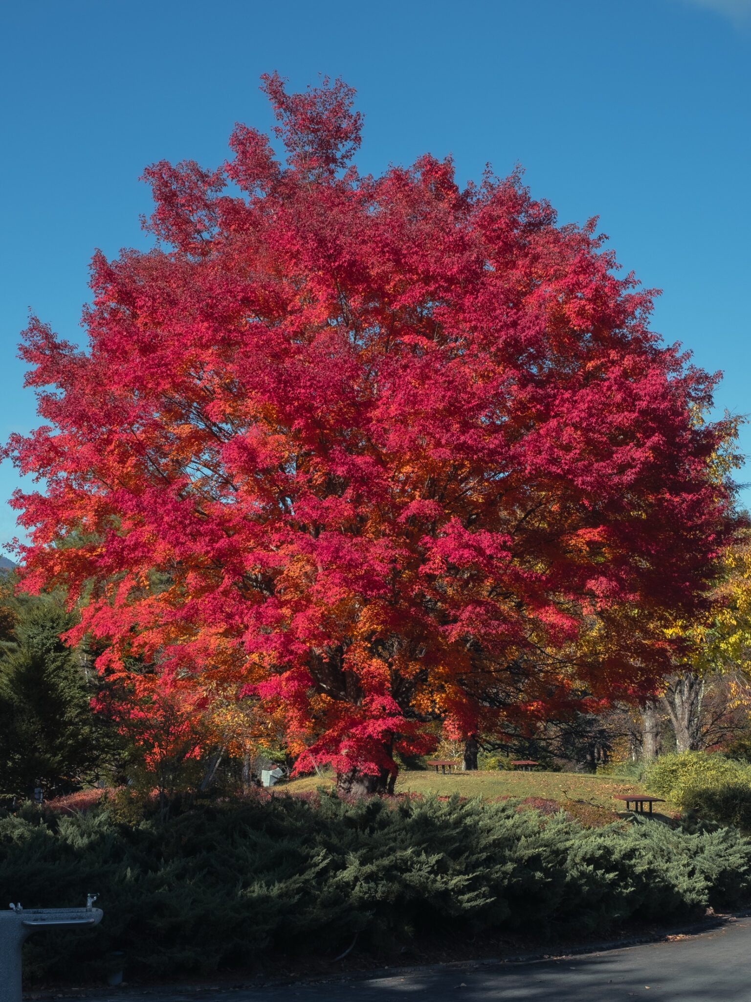 A large solitary maple in brilliant crimson at Fuji Hokuroku Park in early November, its full crown glowing against a deep blue sky above picnic tables on a lawn ringed by junipers and golden trees.