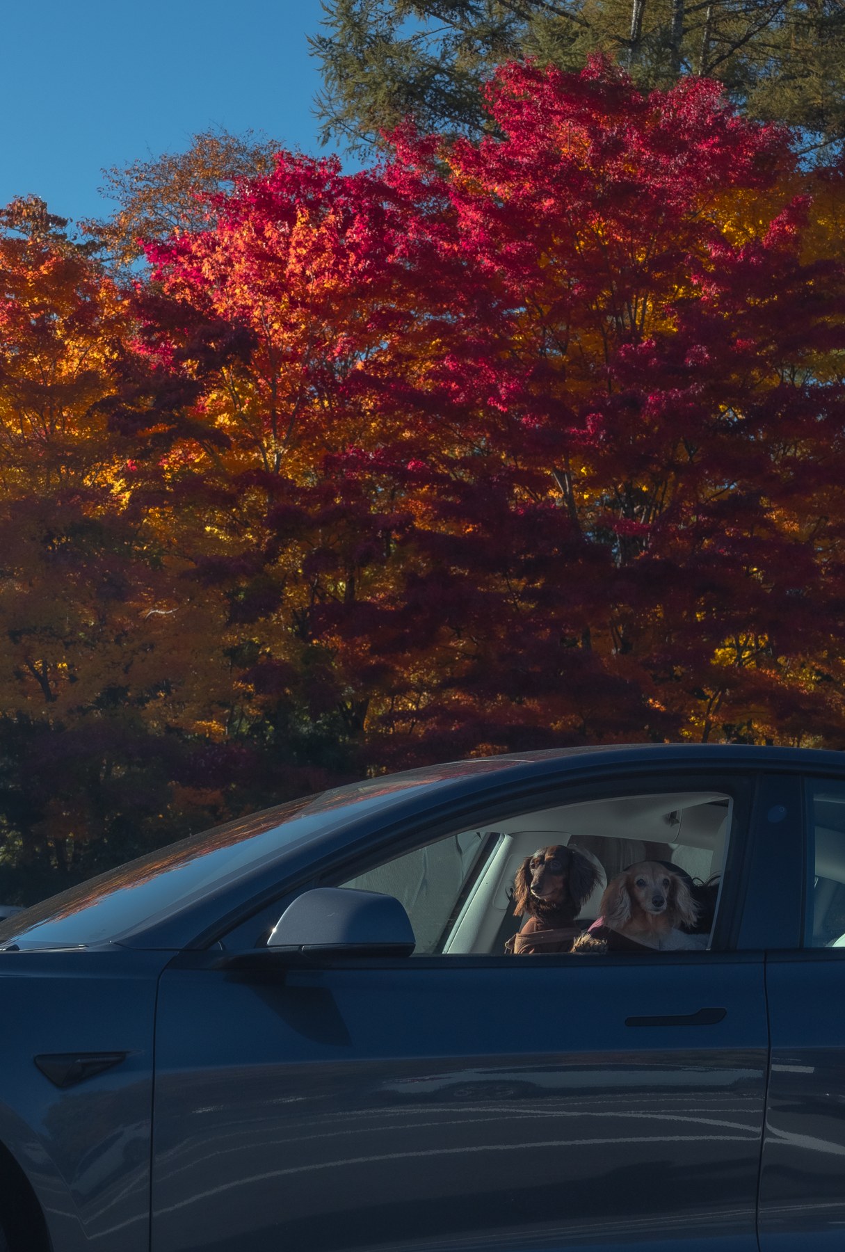 Two long-haired dachshunds looking out of a car window in the parking area of Fuji Hokuroku Park, a wall of crimson and orange maples rising behind the car in early November.