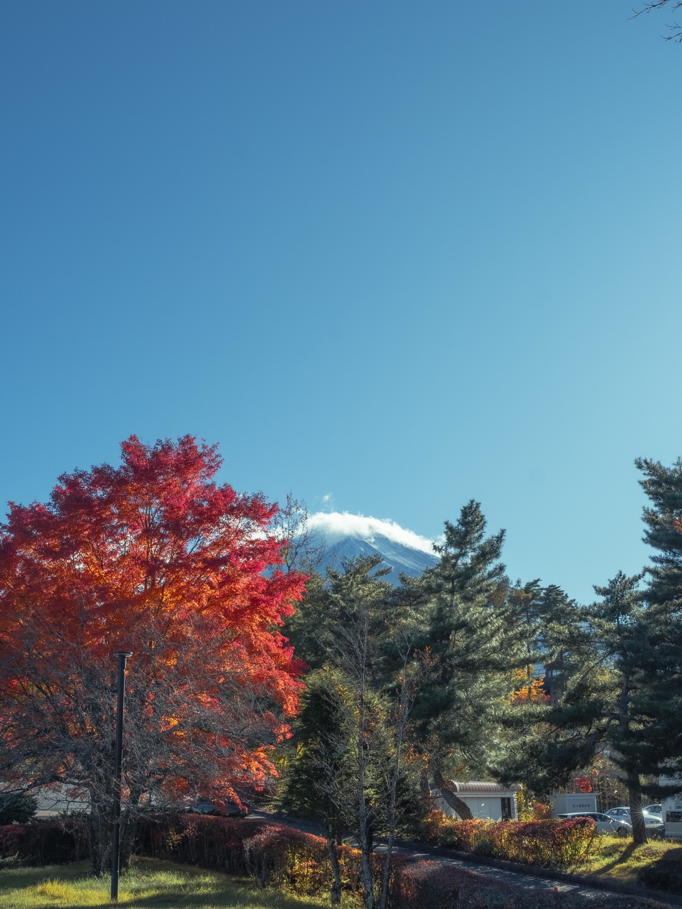 A red maple in full colour at Fuji Hokuroku Park with the snow-dusted summit of Mt Fuji emerging from cloud behind dark pines under a clear blue sky in early November.