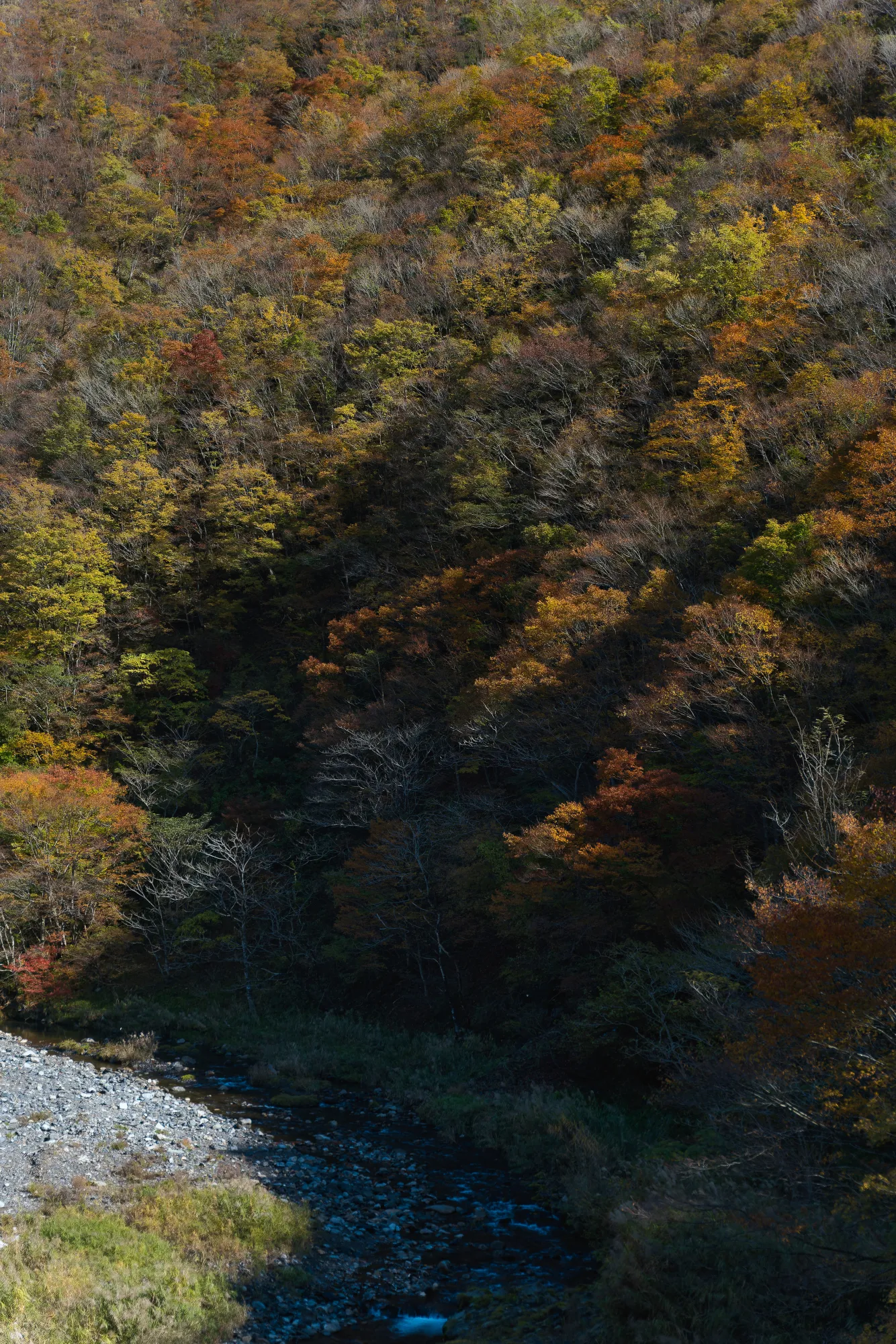 A wooded hillside in mid-change seen from above: crowns of orange, rust, yellow and still-green trees mixed together across the slope, bare branches showing through in places, with a stony stream bed at the foot of the frame.