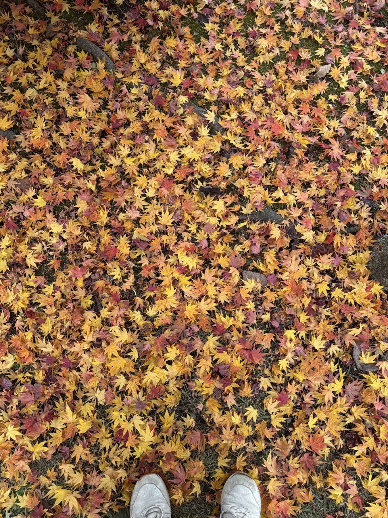 A dense carpet of fallen Japanese maple leaves in yellow, orange and crimson covering mossy ground, photographed from directly above with the photographer's white sneakers just visible at the bottom edge.