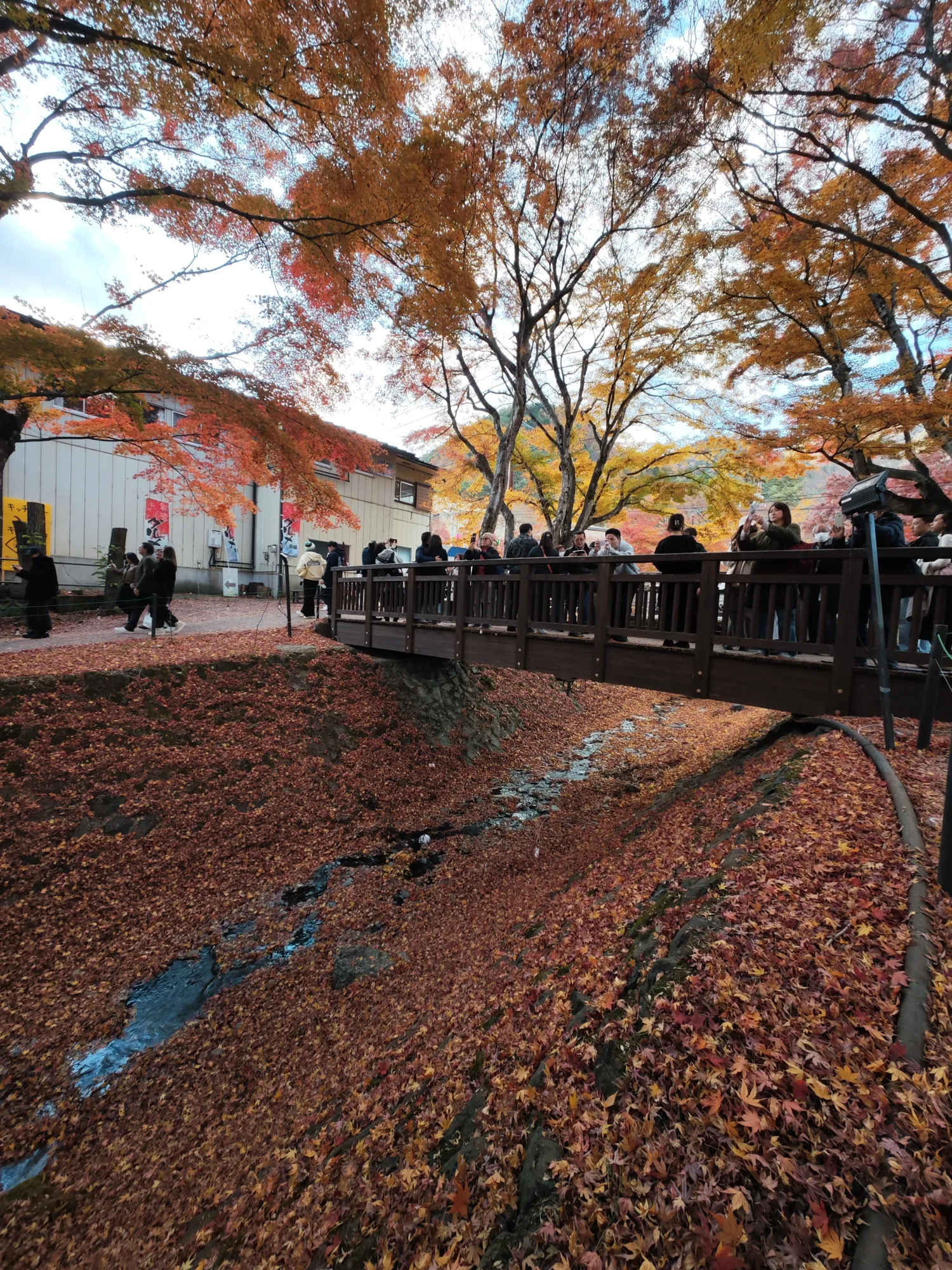 The wooden footbridge at the Momiji Corridor seen from the stream bank, visitors leaning on its rail, tall maples in orange and yellow above, an illumination floodlight on a stand at right, and both banks and the stream bed thick with fallen leaves.