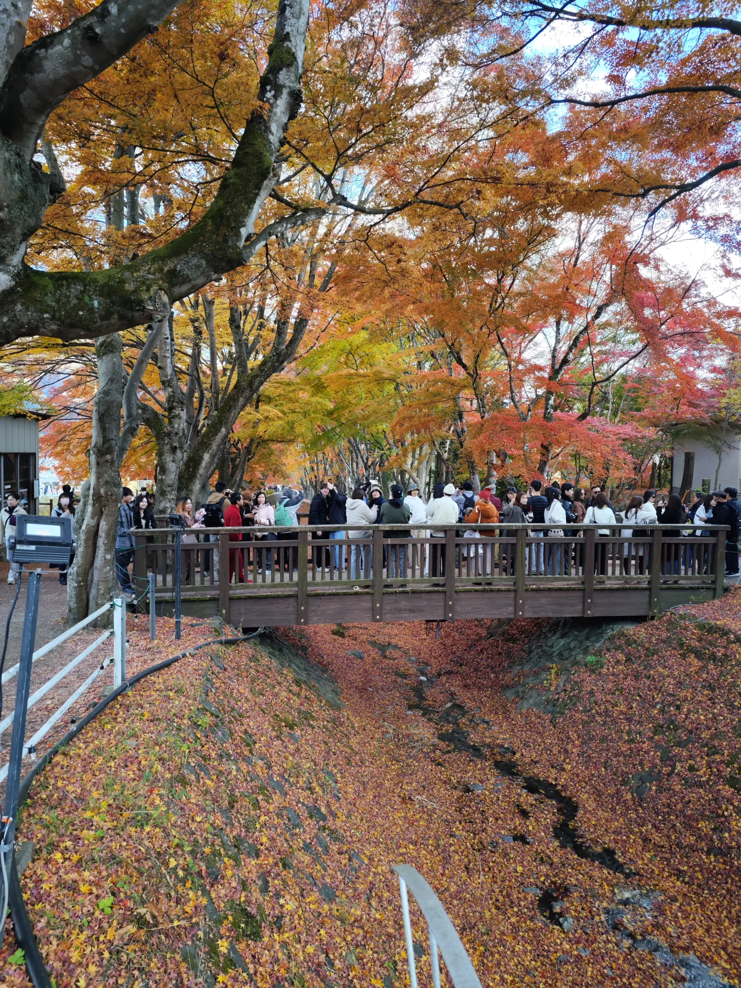 Around forty people standing shoulder to shoulder along a wooden footbridge at the Momiji Corridor on the north shore of Lake Kawaguchi, all facing the same way, with orange and yellow maple canopy above and the stream bed below carpeted in fallen leaves.