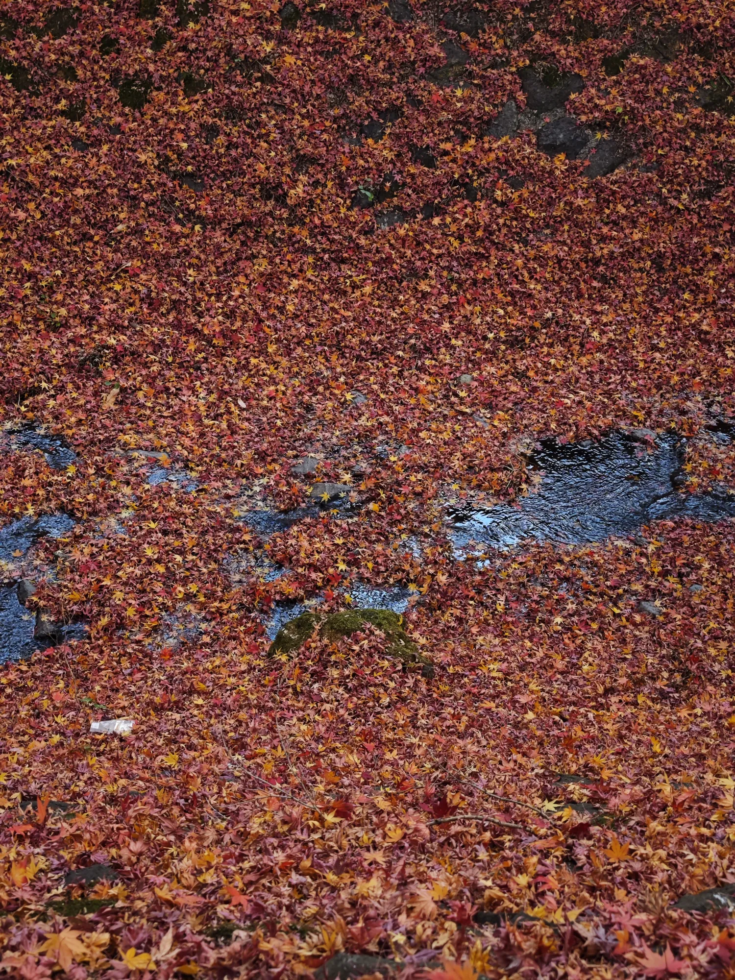 A dense carpet of fallen red, pink and orange maple leaves covering the shallow stream bed at the Momiji Corridor, with only a narrow dark channel of running water still visible through the leaves.