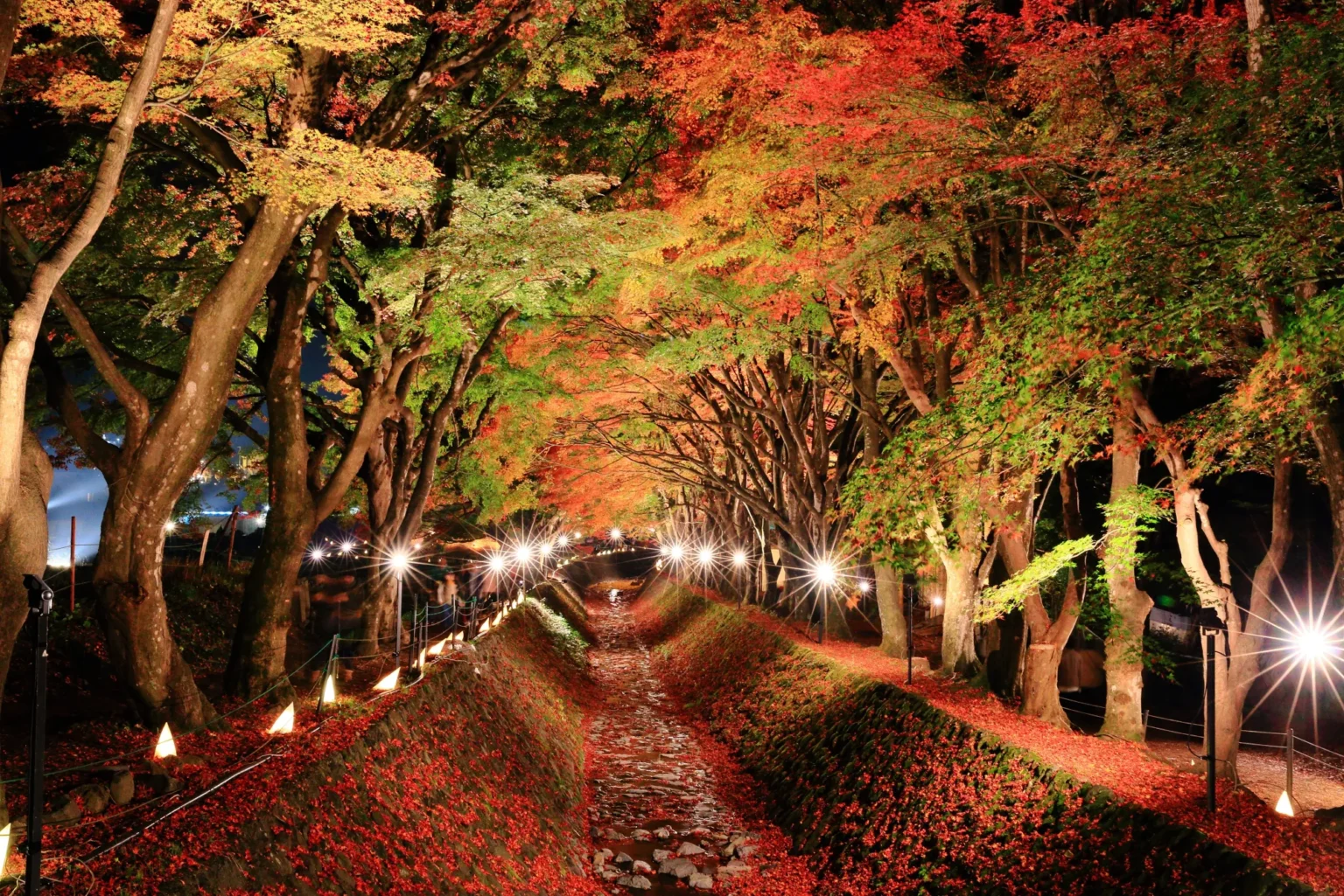 The Momiji Corridor at Kawaguchiko after dark, looking along the stream from the footbridge: maples in red, orange and green lit from below, a line of small light stands down both banks, and the leaf-covered banks glowing red under the lamps.