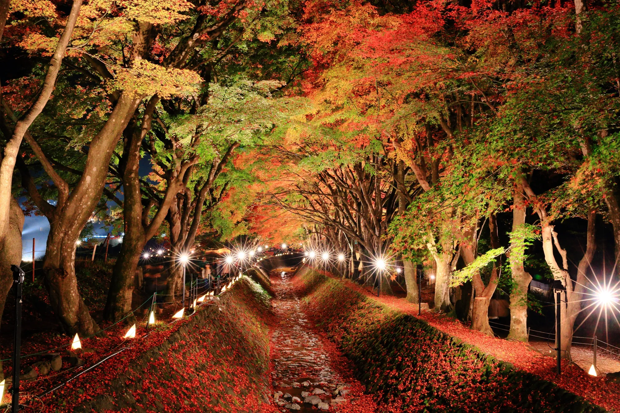 The Momiji Corridor at Kawaguchiko after dark, looking along the stream from the footbridge: maples in red, orange and green lit from below, a line of small light stands down both banks, and the leaf-covered banks glowing red under the lamps.