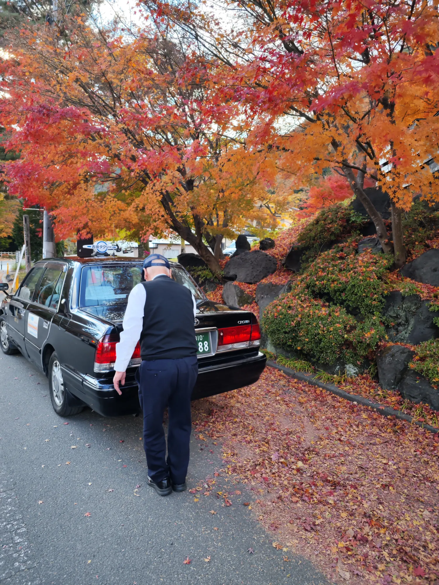 A black taxi parked at the roadside beneath vivid red and orange maples near the Kawaguchiko autumn festival site, its driver standing at the rear of the car, with a bank of lava rock and clipped shrubs and a scatter of fallen leaves along the kerb.