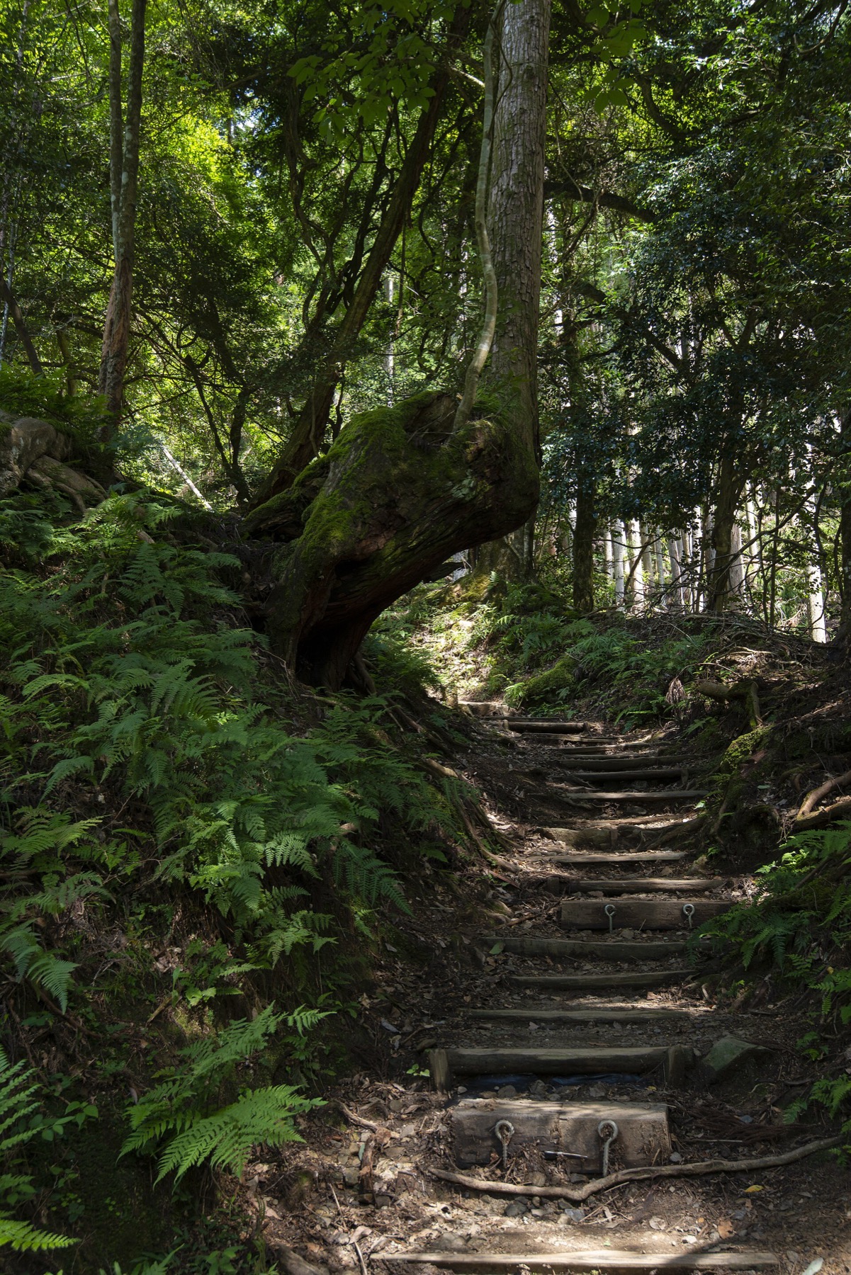 A steep timber-stepped forest path on Mount Kurama in Kyoto climbing past a massive moss-covered tree root and banks of ferns, deep green cedar and broadleaf canopy overhead.