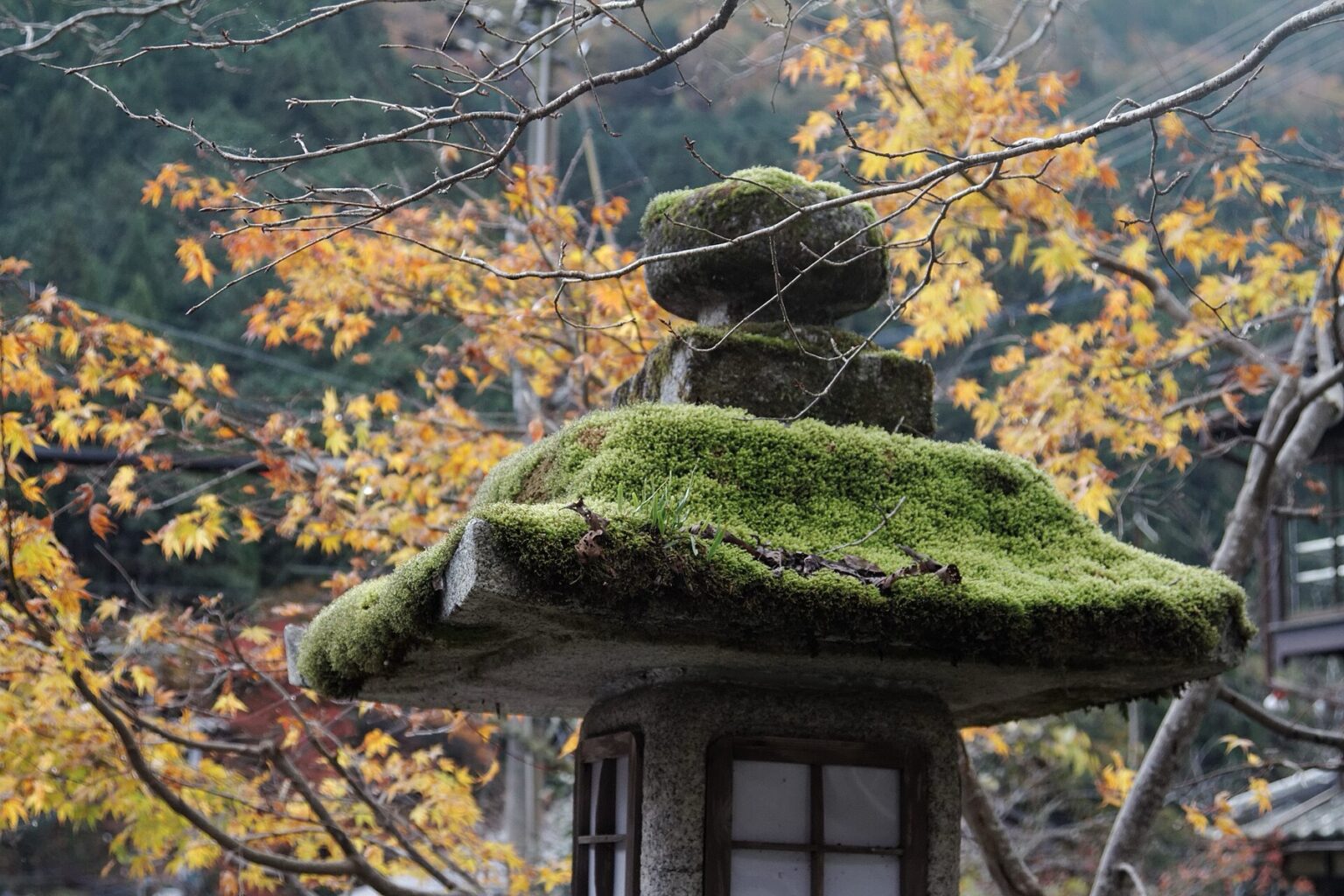 A stone lantern thickly covered in bright green moss at Kurama in Kyoto, set against a background of golden and orange maple leaves turning in late autumn.