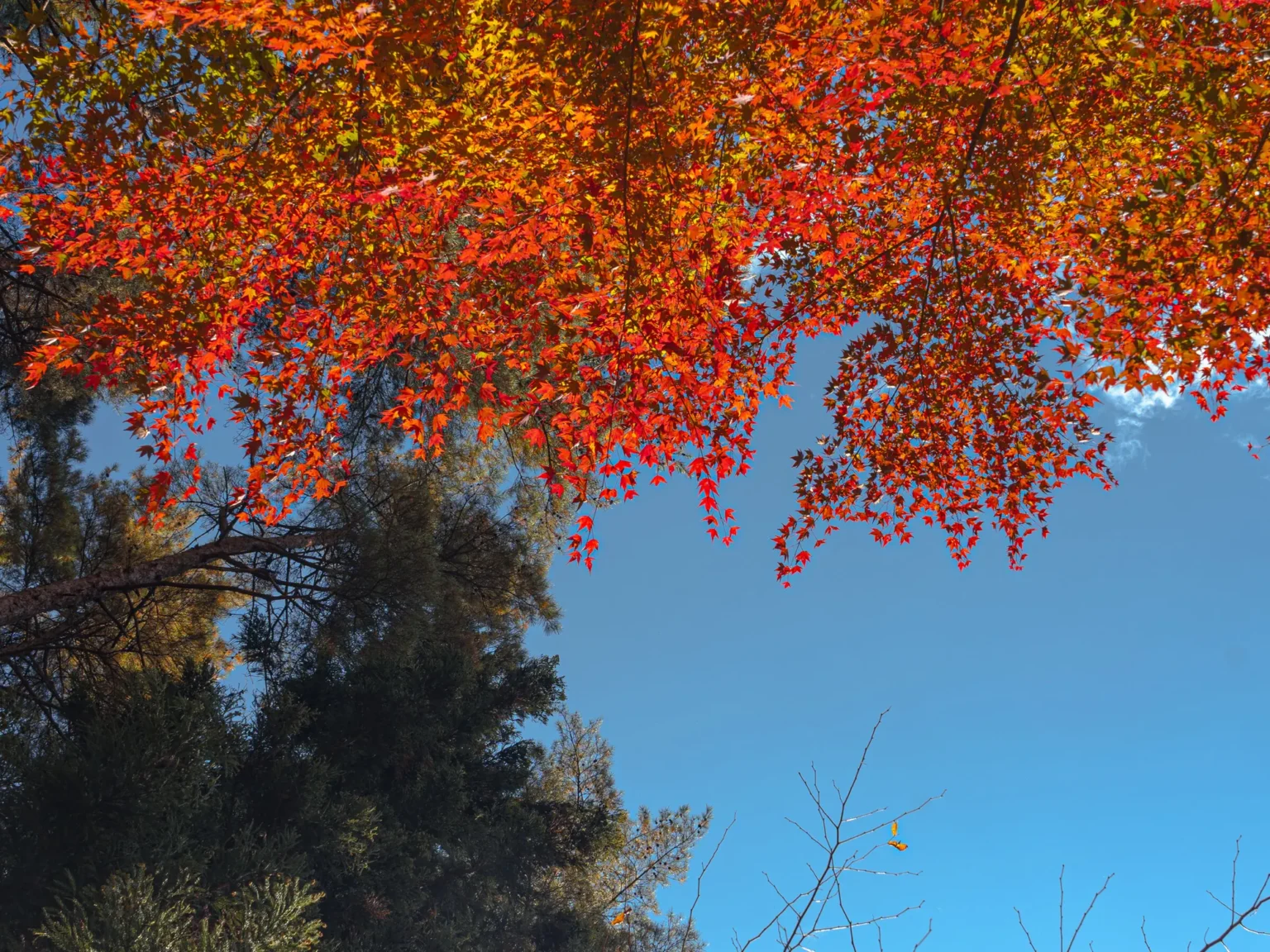 A canopy of peak red and orange Japanese maple on the Mitsutoge trail, Yamanashi