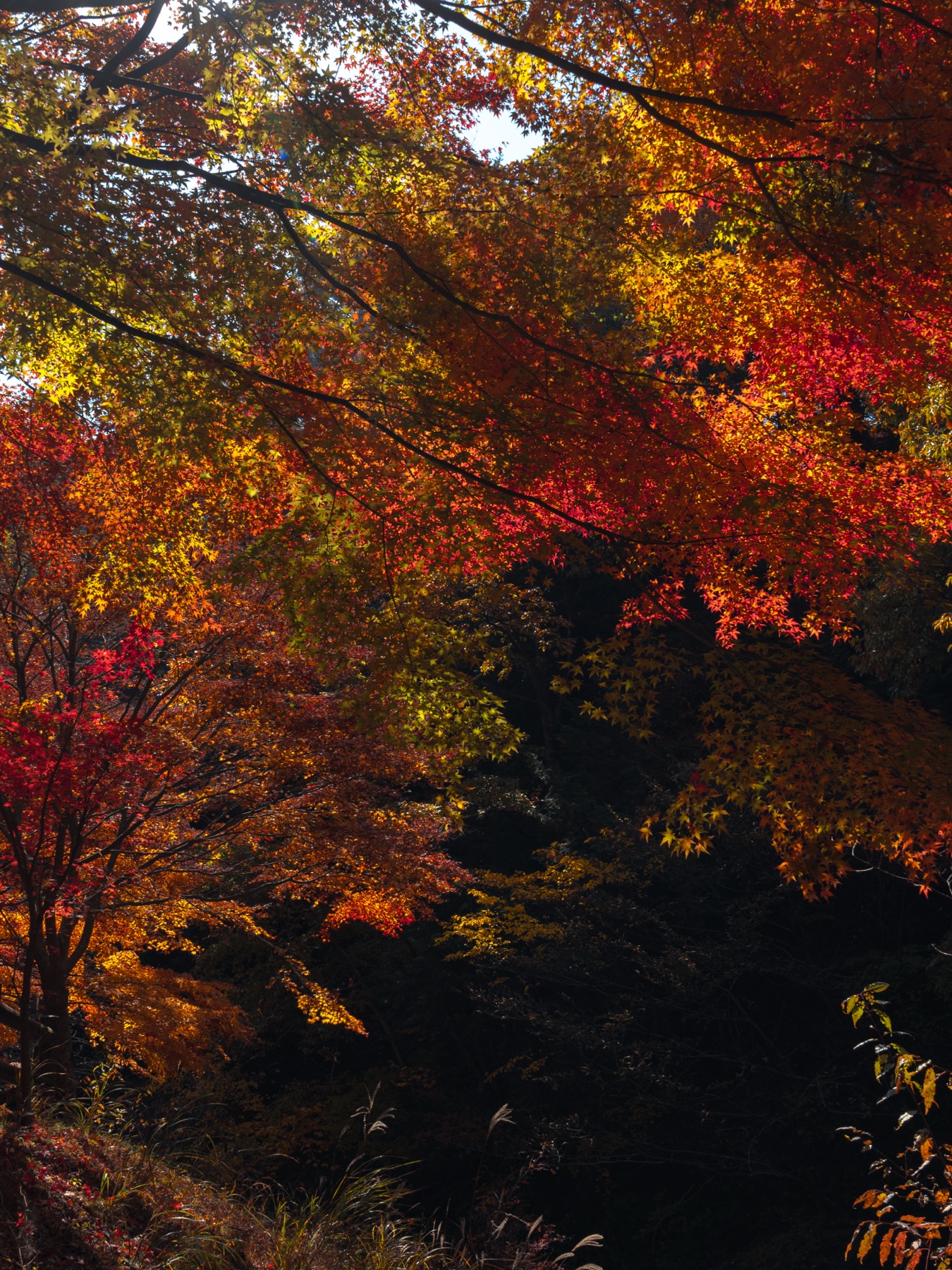 A dense backlit canopy of Japanese maple leaves in red, orange, gold and lime green layered over a dark ravine on the approach to Mount Mitsutoge in mid-November, sunlight filtering through the leaves from behind.