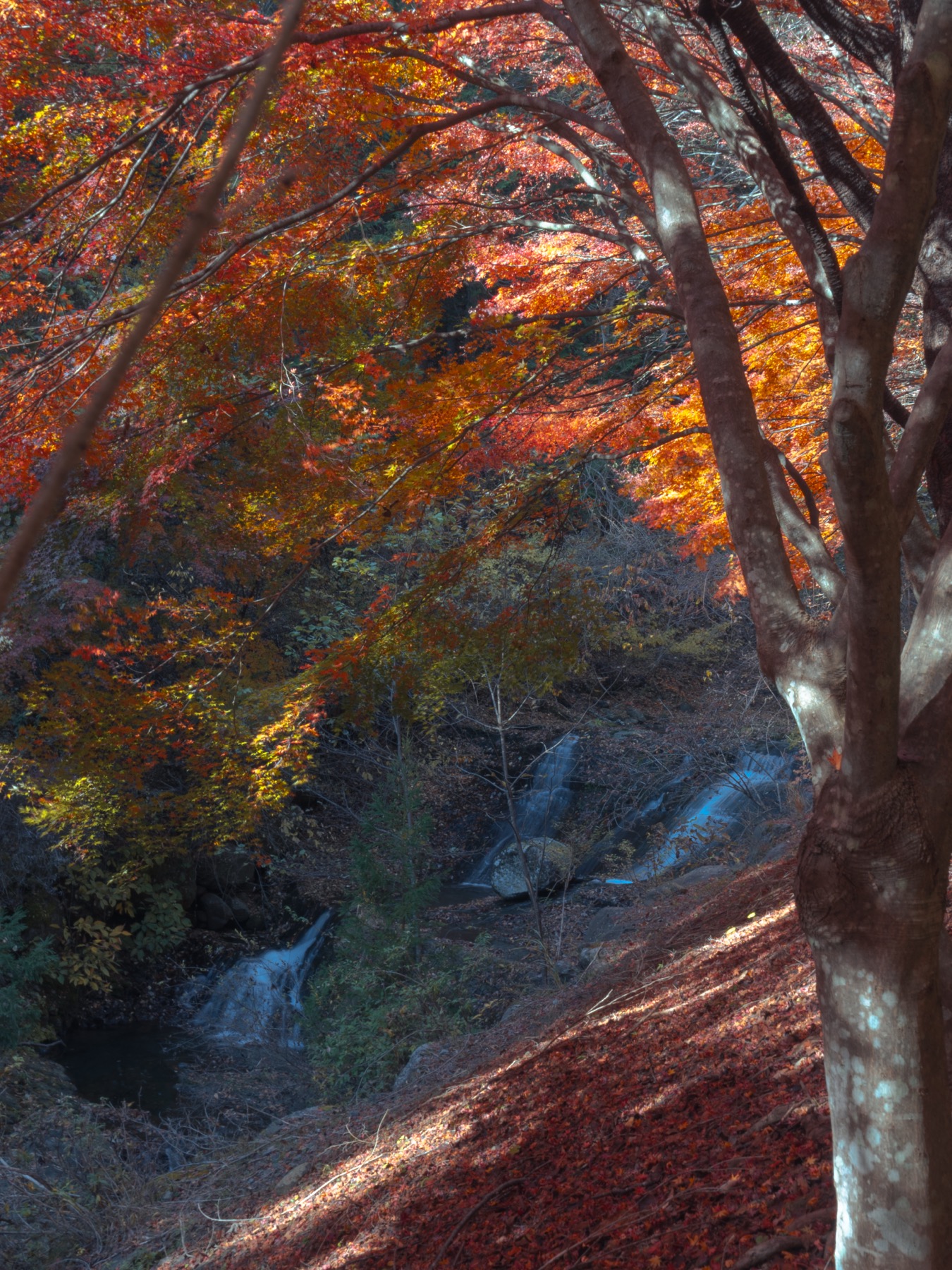 Small white cascades tumbling through a rocky stream bed in a ravine below the Shinrei Falls promenade near Mount Mitsutoge, framed by a smooth tree trunk and glowing orange and red maple foliage in mid-November.