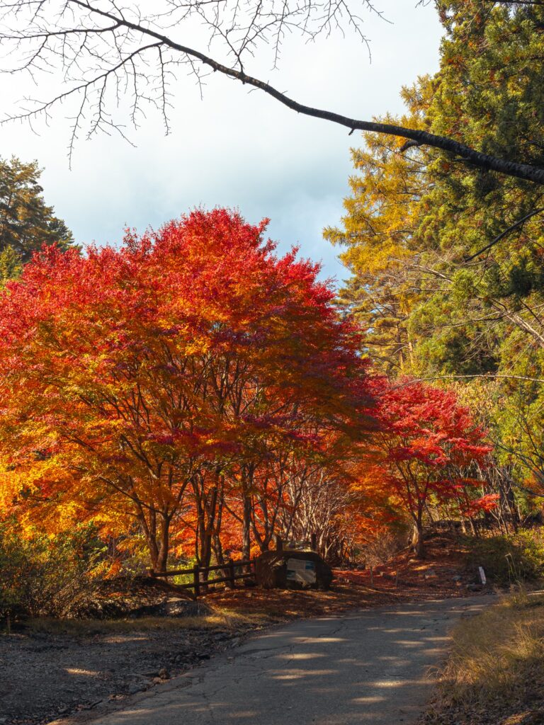 A crimson and orange Japanese maple in full colour beside the cracked paved approach road to the Mount Mitsutoge trail above Nishikatsura, with golden larch and dark cedars behind it under a partly cloudy sky in mid-November.