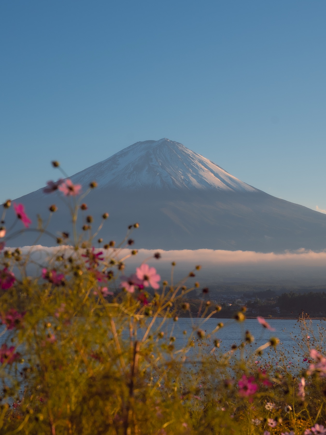 Pink cosmos flowers in soft focus in the foreground at Oishi Park with a snow-capped Mt Fuji across Lake Kawaguchi behind them and a low ribbon of cloud hugging the mountain base in late-afternoon October light.
