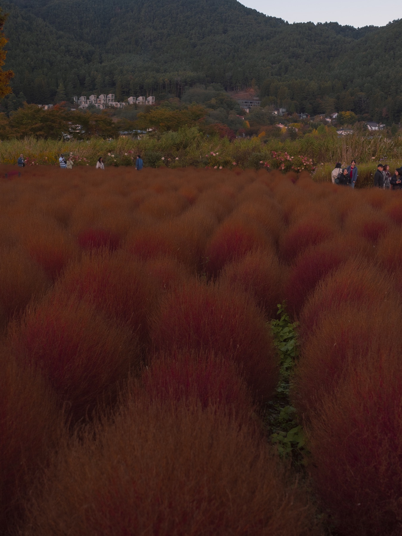 A field of round russet-red kochia bushes at Oishi Park in late October with visitors walking the paths at the field edge, pink panicle hydrangea heads behind, and forested hills with village houses in the background at dusk.