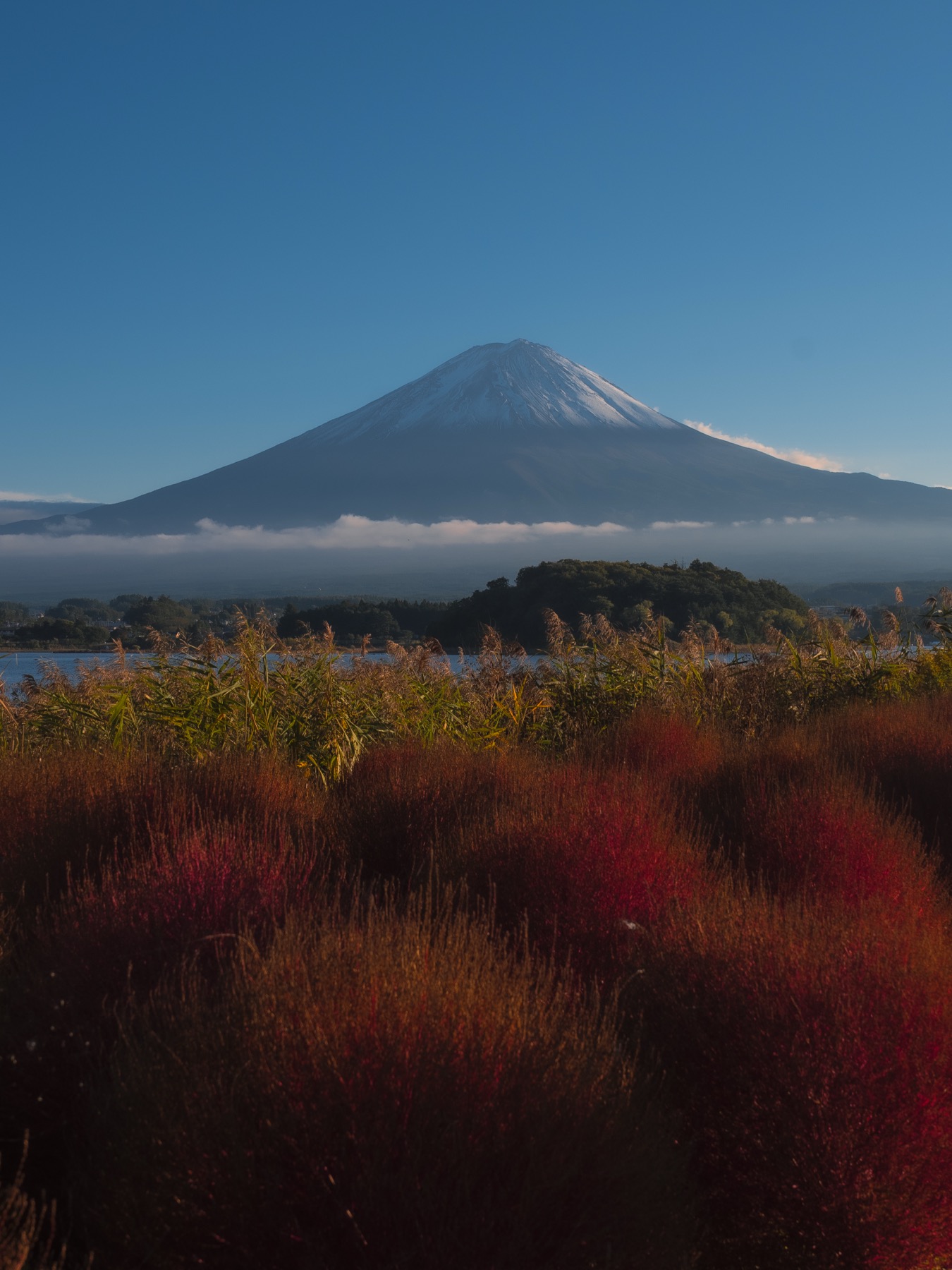 Deep red kochia bushes at Oishi Park with golden pampas grass and Mt Fuji behind
