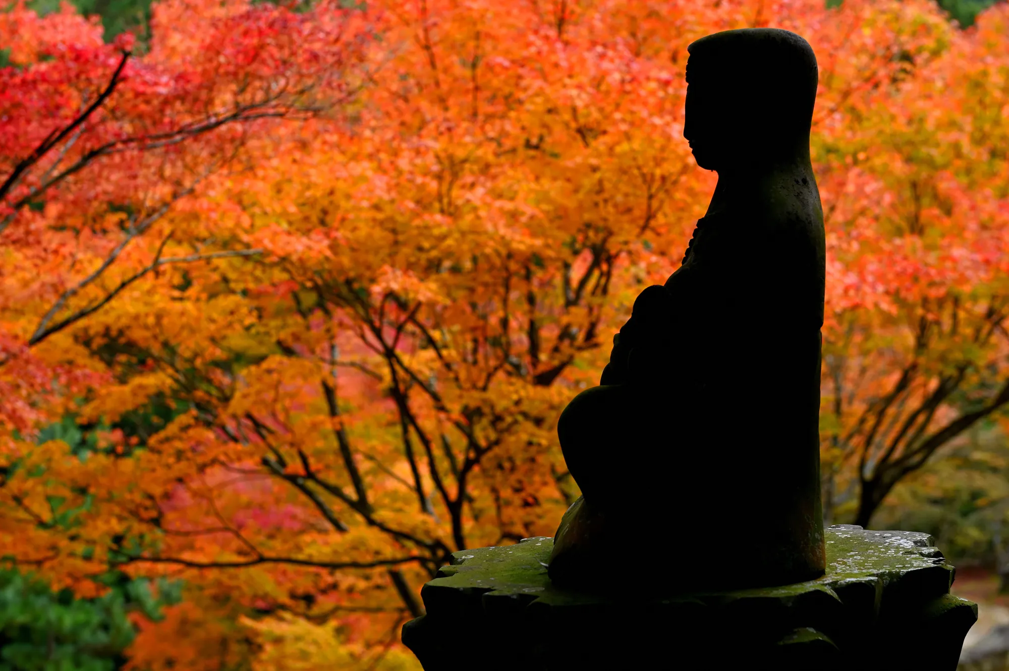 A dark stone seated figure on a lotus pedestal silhouetted against brilliant orange and red maple leaves in the grounds of Raizan Sennyoji Daihioin.