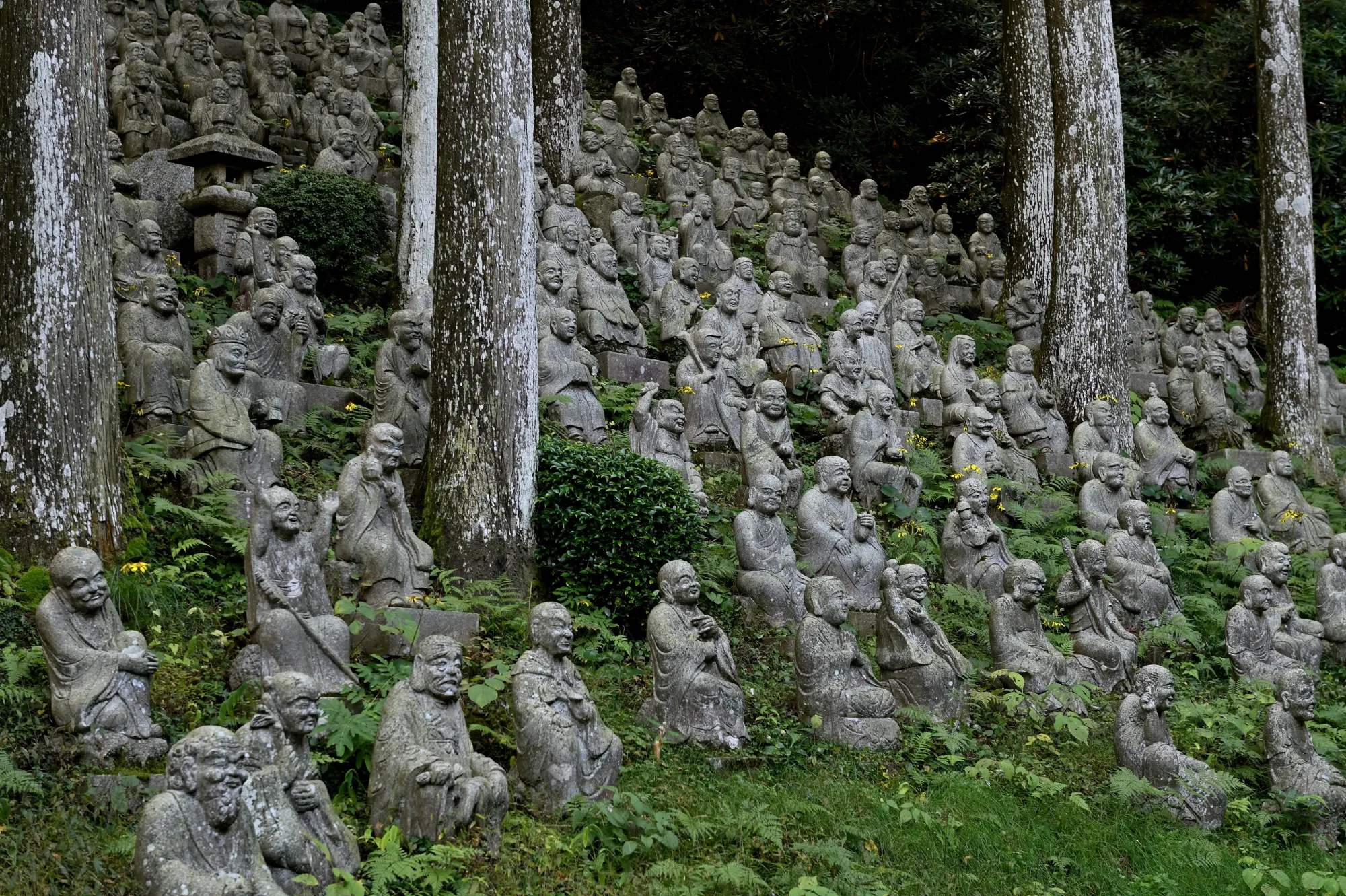 Rows of weathered stone rakan statues, many covered in moss, arranged across a wooded slope among tall cedar trunks at Raizan Sennyoji Daihioin.