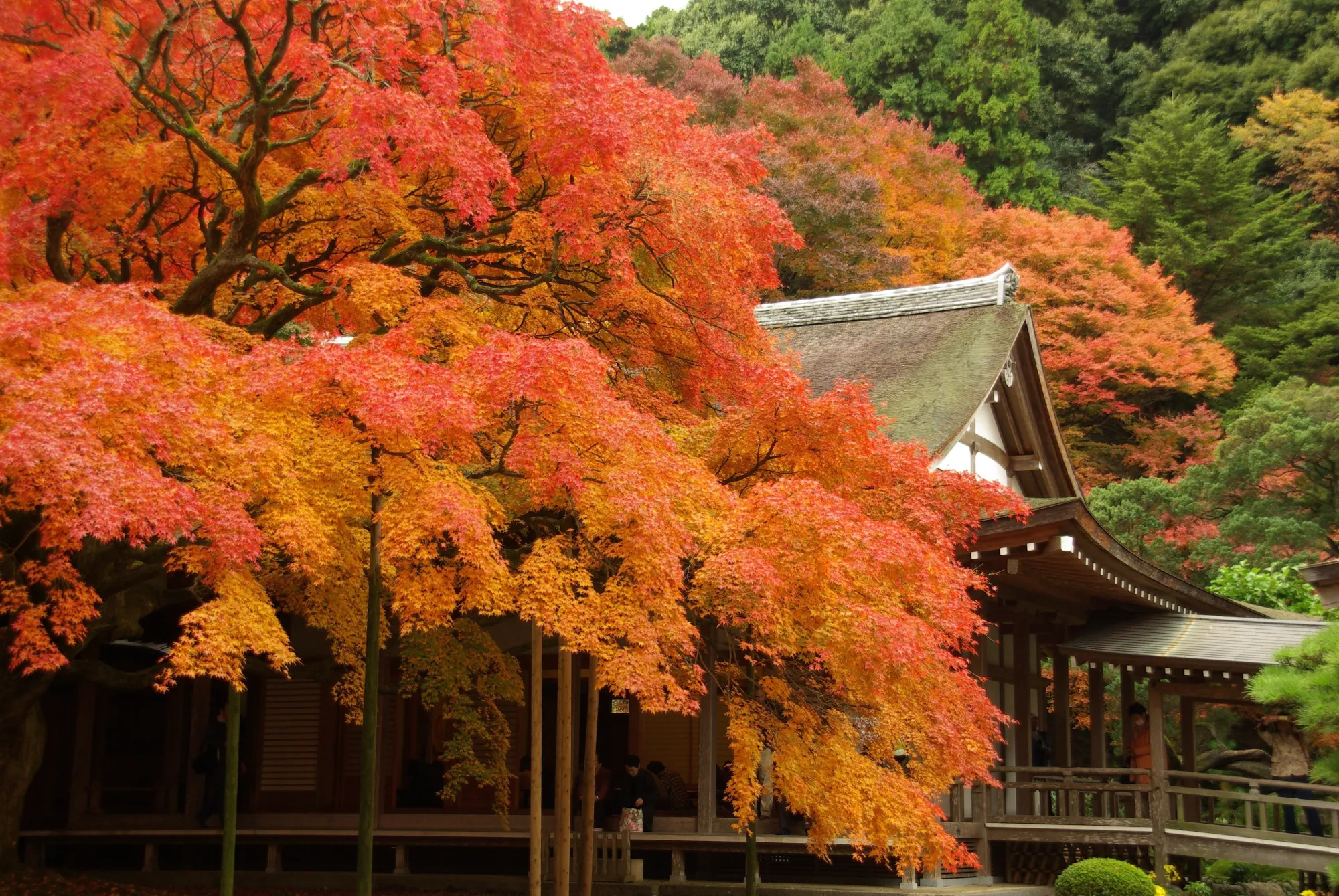 A very large spreading Japanese maple in full orange and red beside the temple buildings at Raizan Sennyoji Daihioin in Itoshima, its branches reaching over the veranda roof.