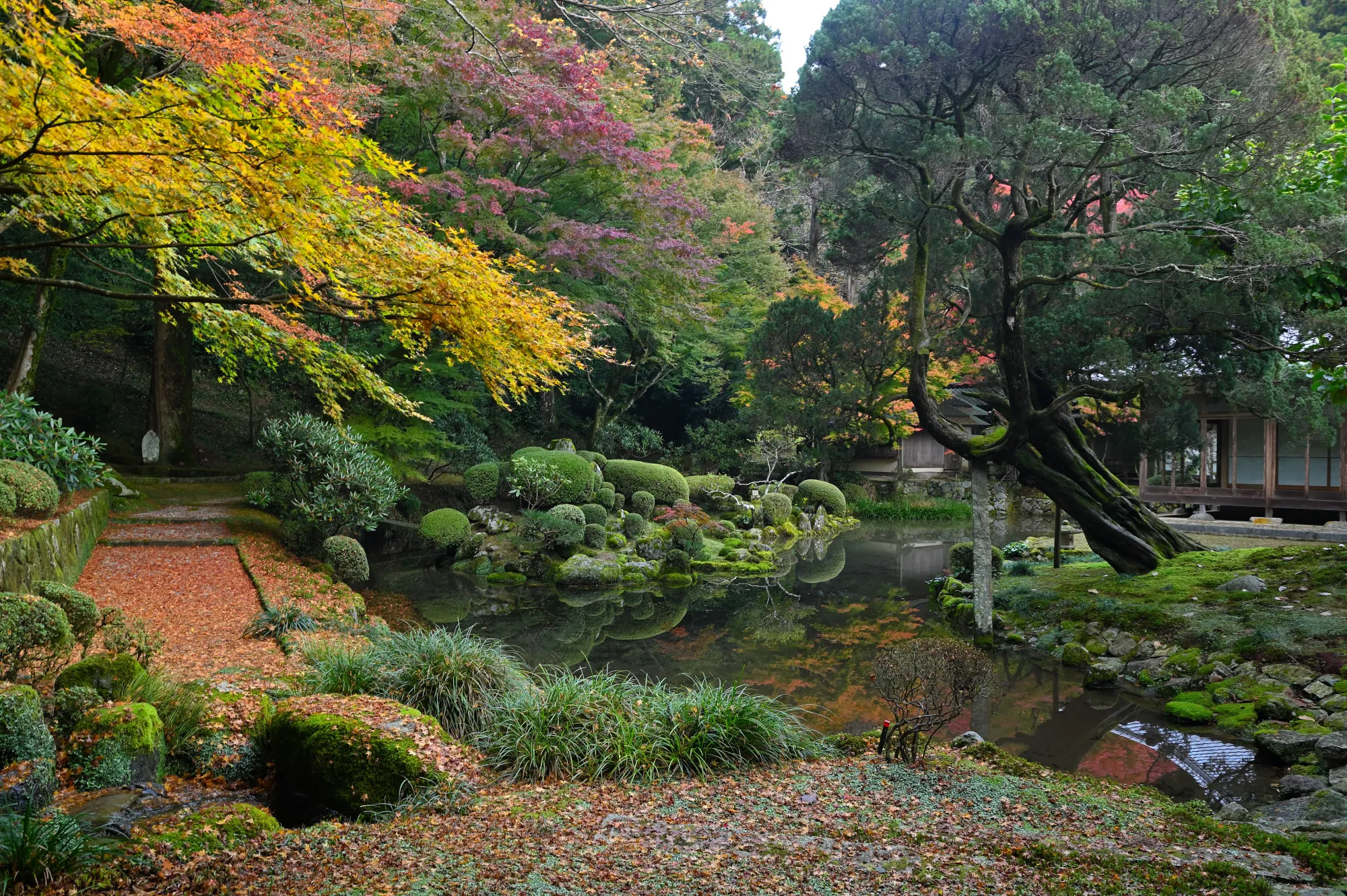 The pond garden at Raizan Sennyoji Daihioin in autumn, with clipped shrubs, moss, fallen leaves on the path and maples turning yellow and red above the water.