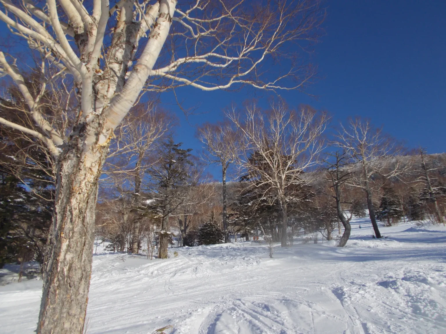 White birch trees beside the groomed Ichinose Family slope at Shiga Kogen under a deep blue winter sky, with ski tracks crossing the snow in the foreground.