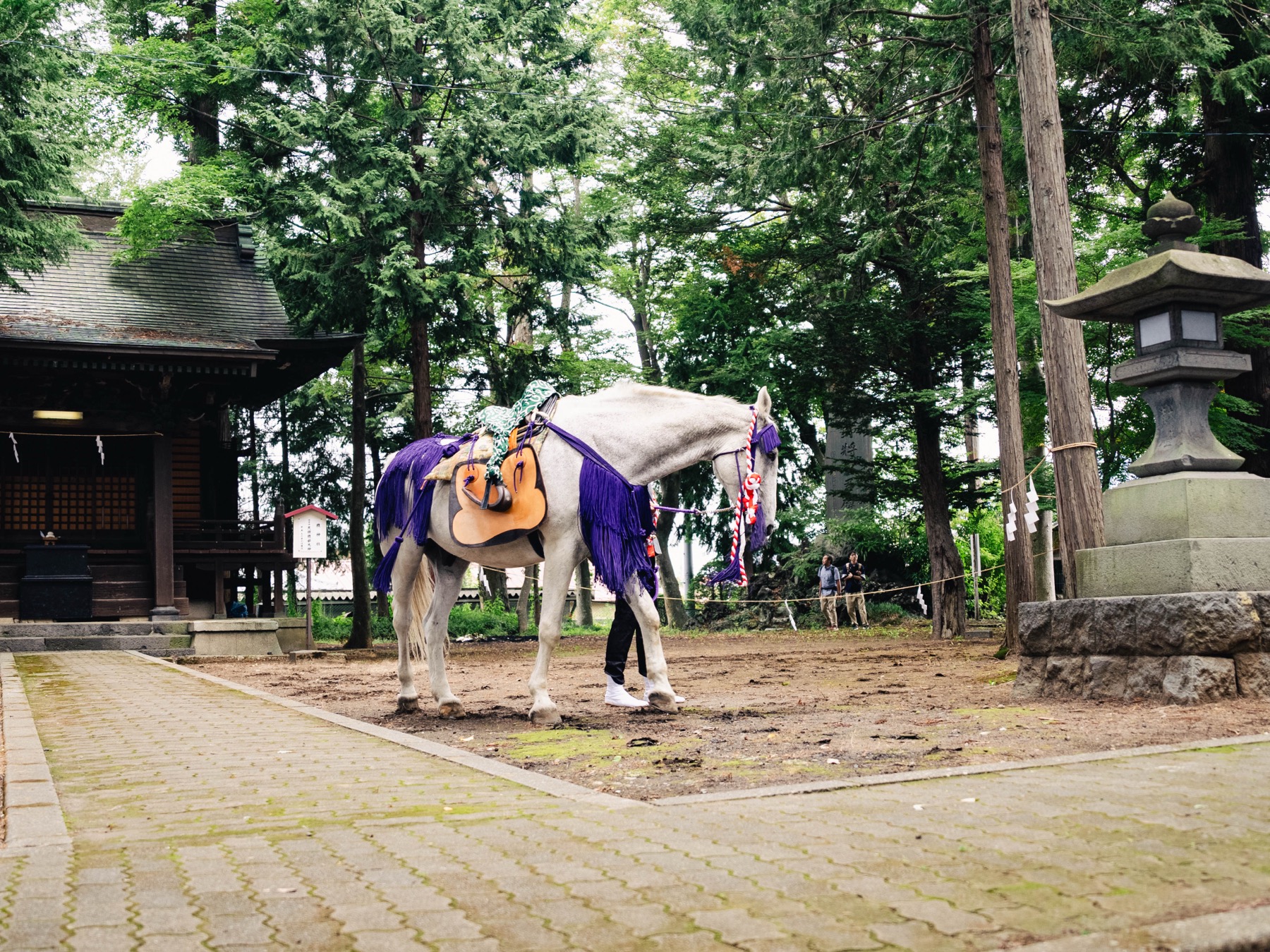 A white shrine horse draped in purple ceremonial regalia with a wooden saddle stands on the bare-earth ground inside Omuro Sengen Shrine, beside a stone lantern and cedar trees