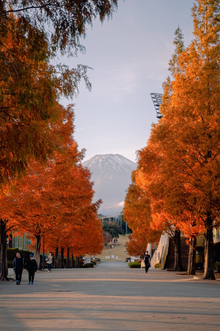 An avenue of metasequoia trees in full rust-orange autumn colour framing a snow-capped Mt Fuji dead centre at Susono City Sports Park in late November, stadium floodlights rising on the right and a few visitors on the walkway.