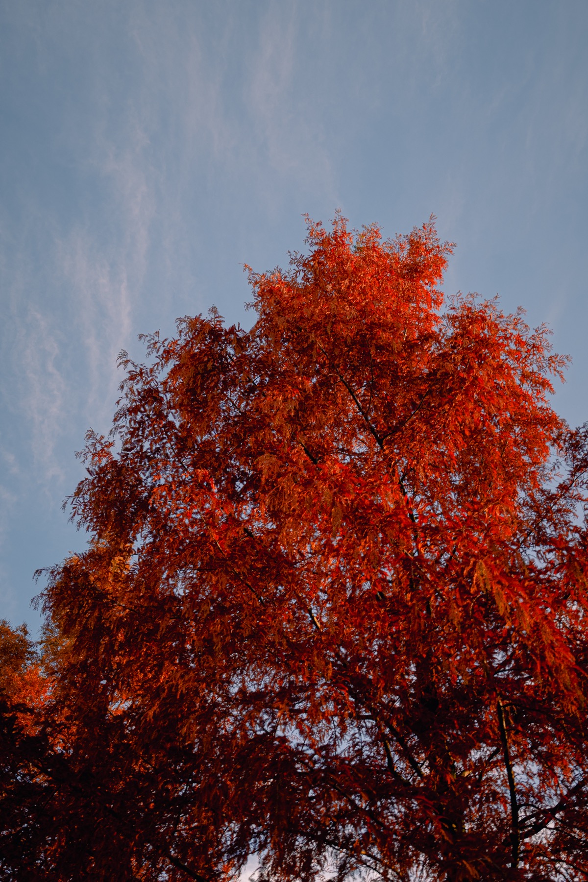 Looking up into the crown of a metasequoia tree at Susono City Sports Park in late November, its feathery deciduous needles turned deep rust red and orange against a blue sky with thin streaks of cloud.